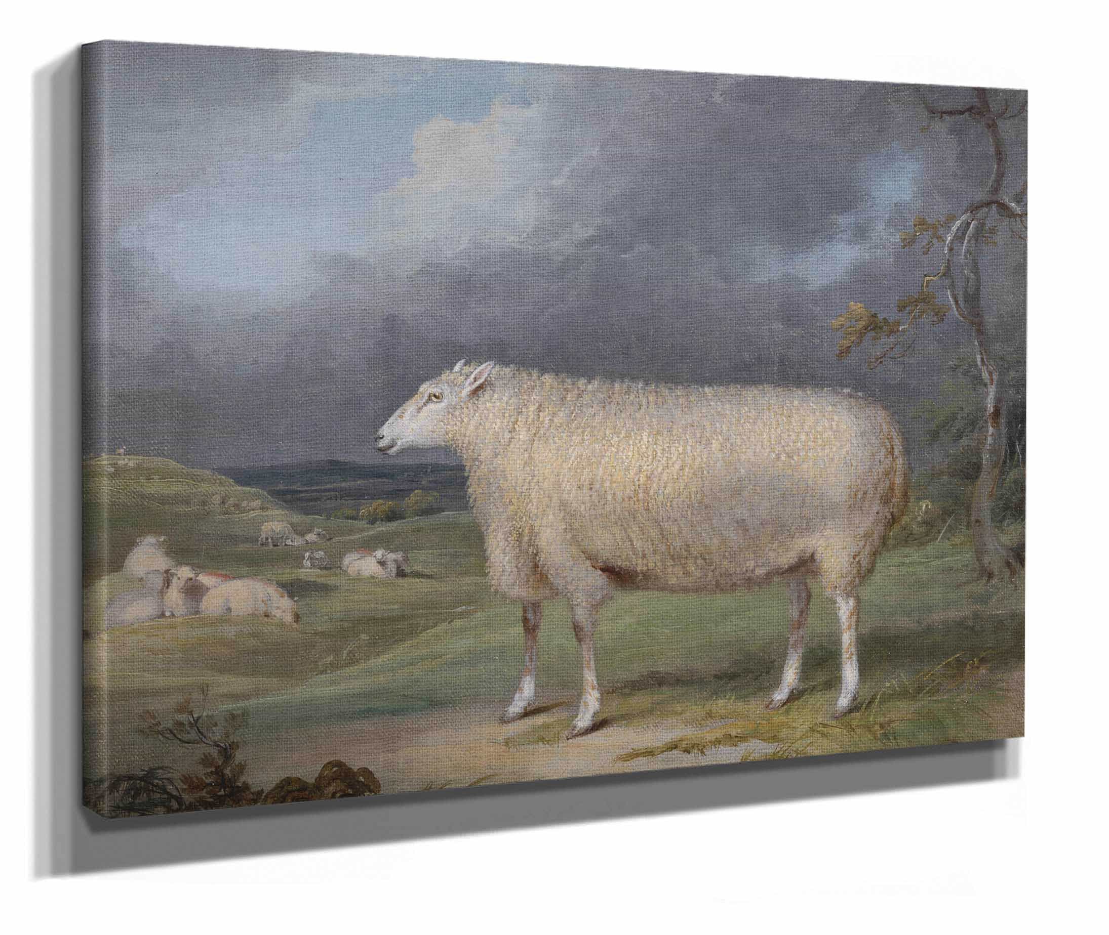 A Border Leicester Ewe by James Ward - Image 3