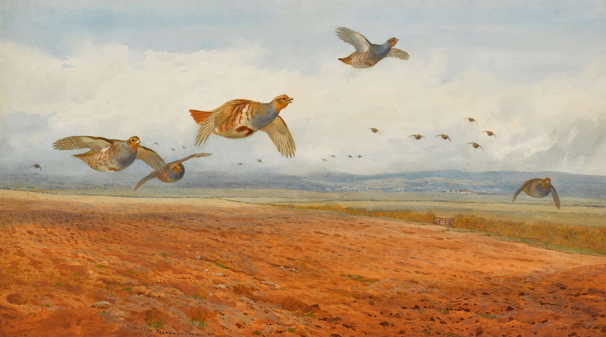 A Covey Of Grey Partridge In Flight by Archibald Thorburn - Image 2