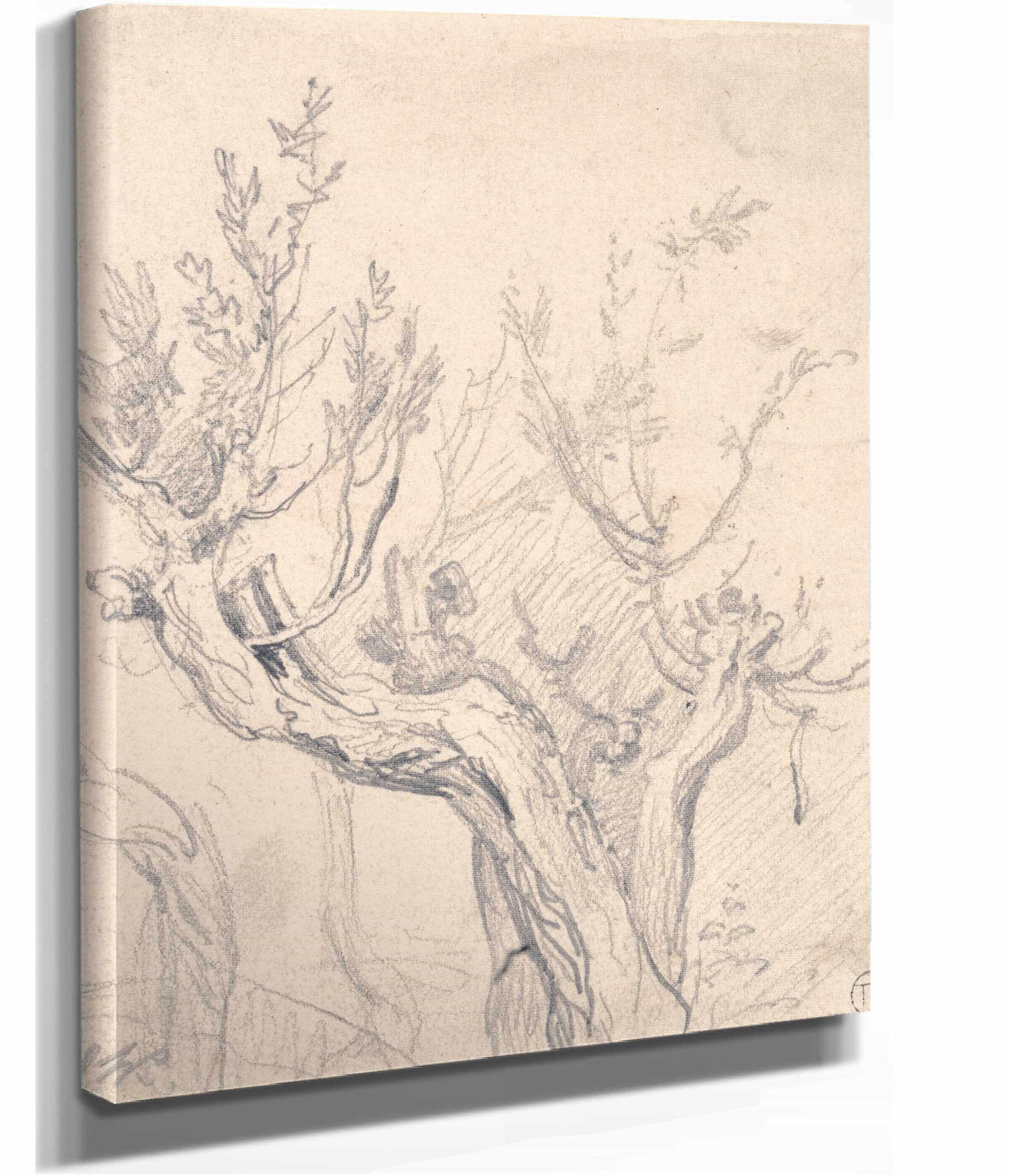 A Gnarled Tree by James Ward - Image 2