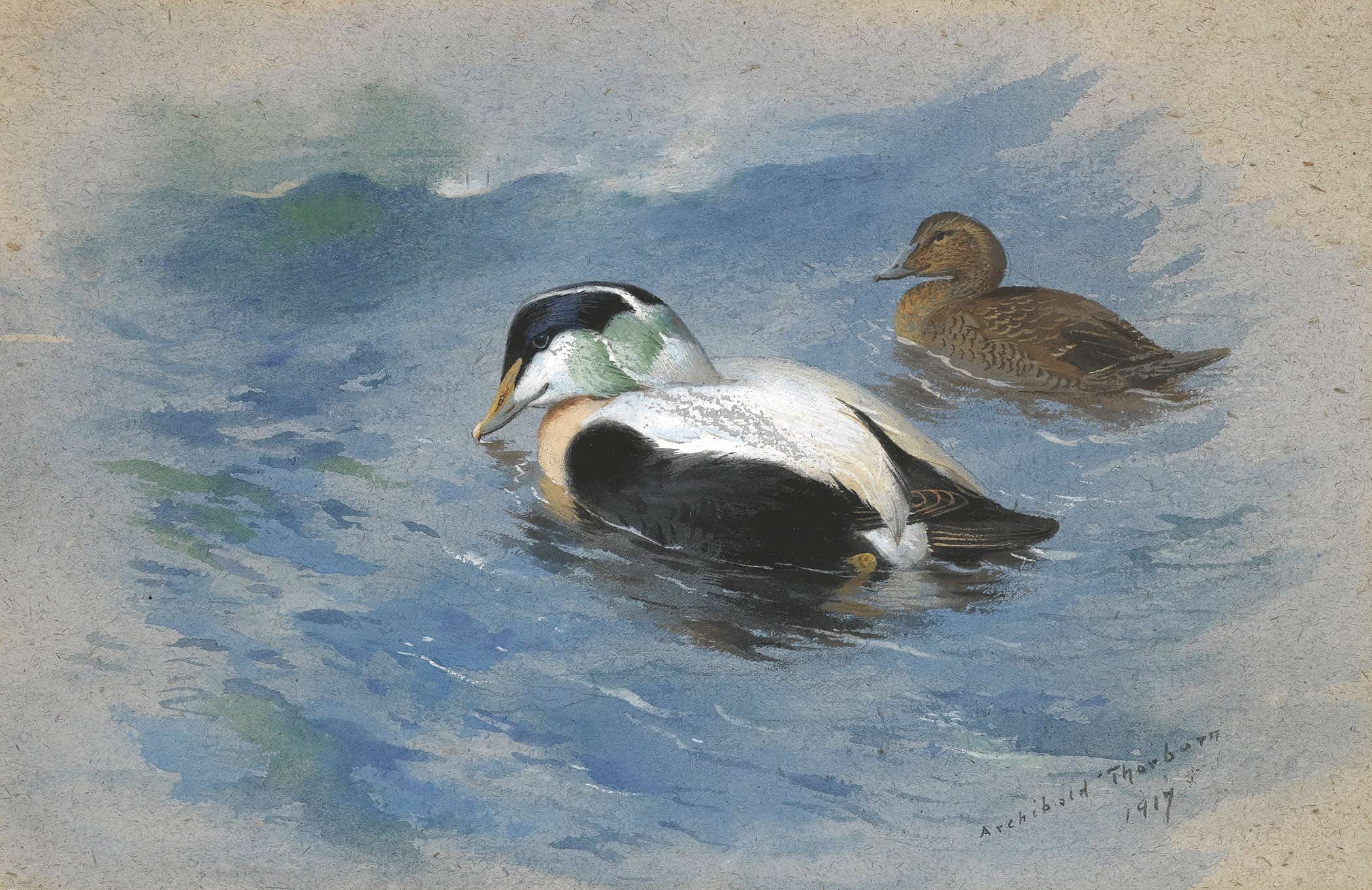 A Pair Of Eider Ducks by Archibald Thorburn - Image 2