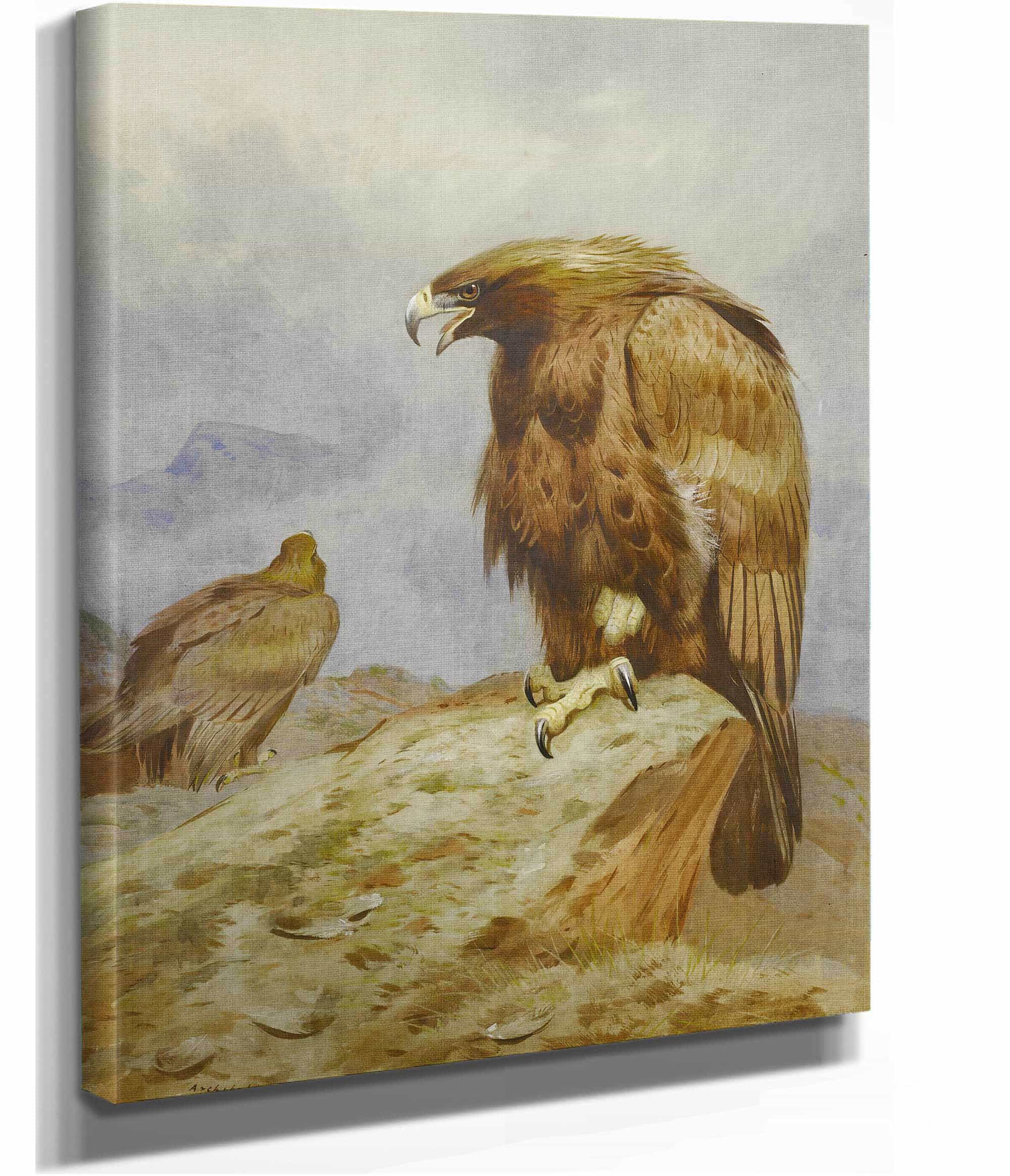 A Pair Of Golden Eagles by Archibald Thorburn - Image 2