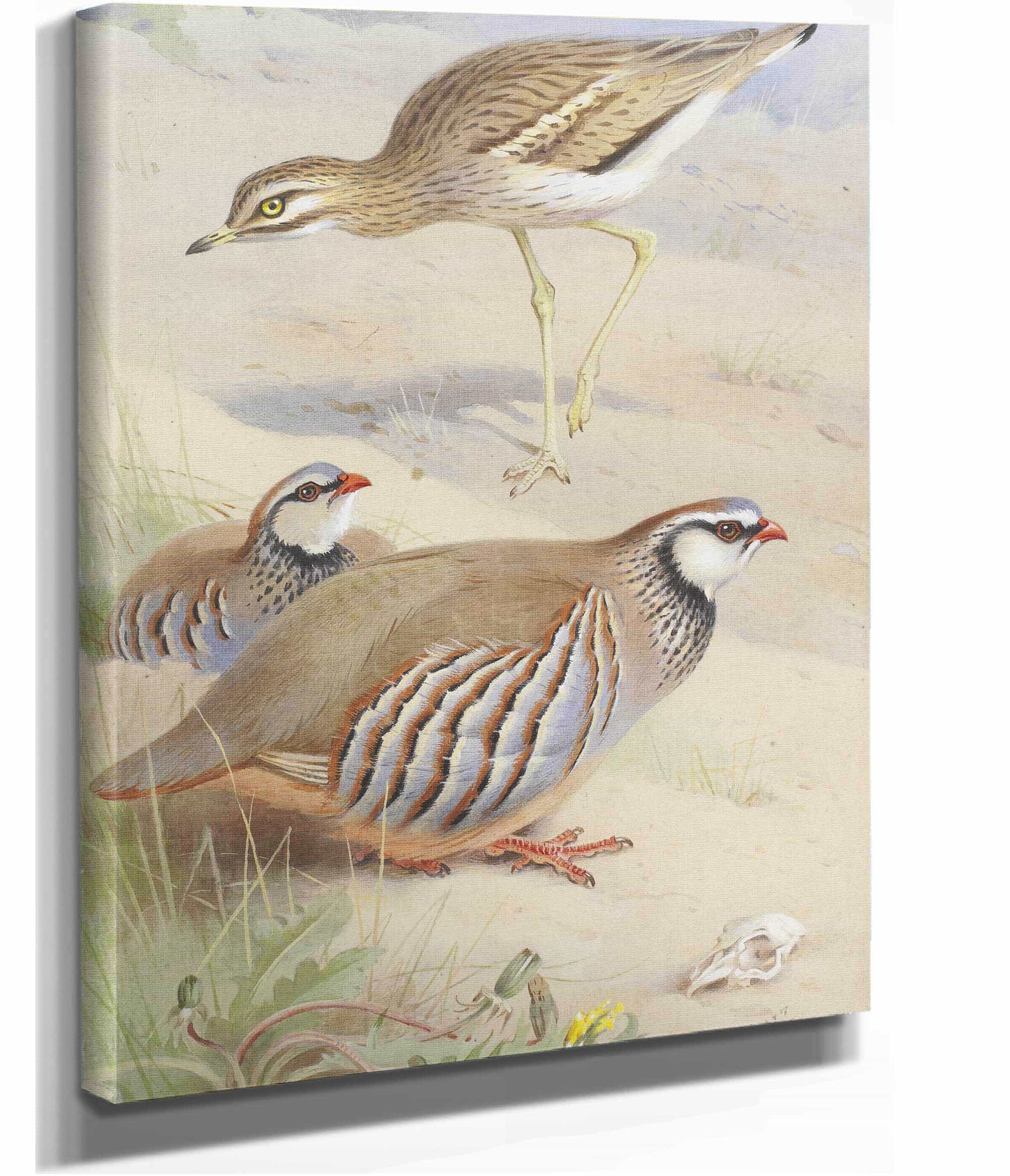 A Stone Curlew And A Pair Of French Partridge by Archibald Thorburn - Image 2