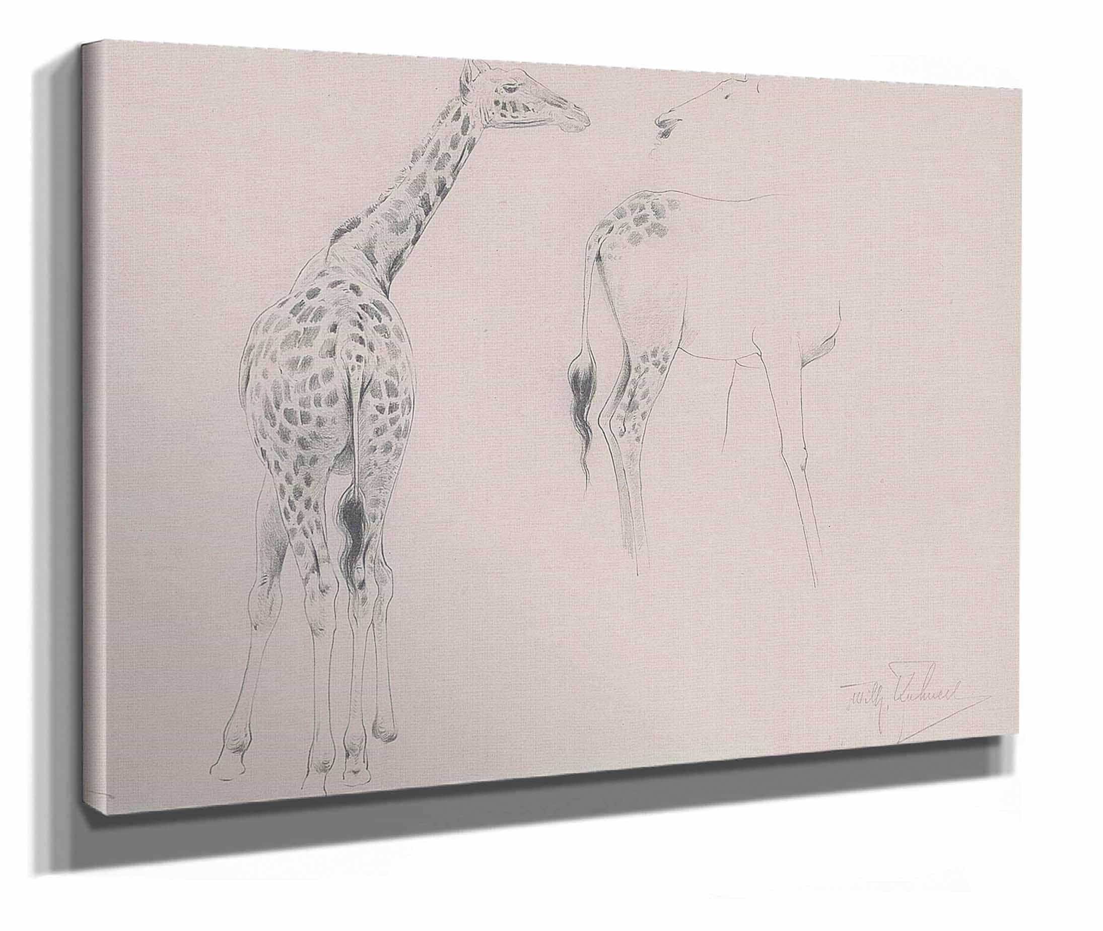 A Study Of Two Giraffes by Wilhelm Kuhnert - Image 2