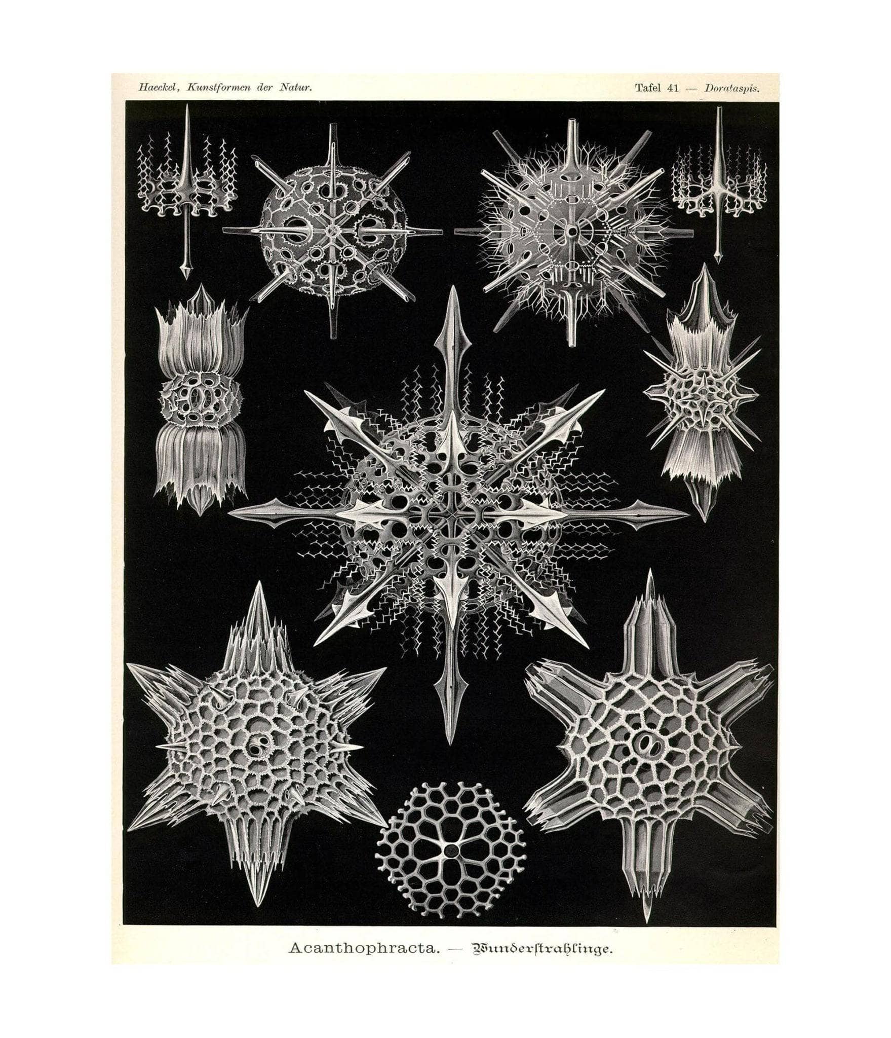 Acanthophracta. - Wunderstrahlinge - Image 2
