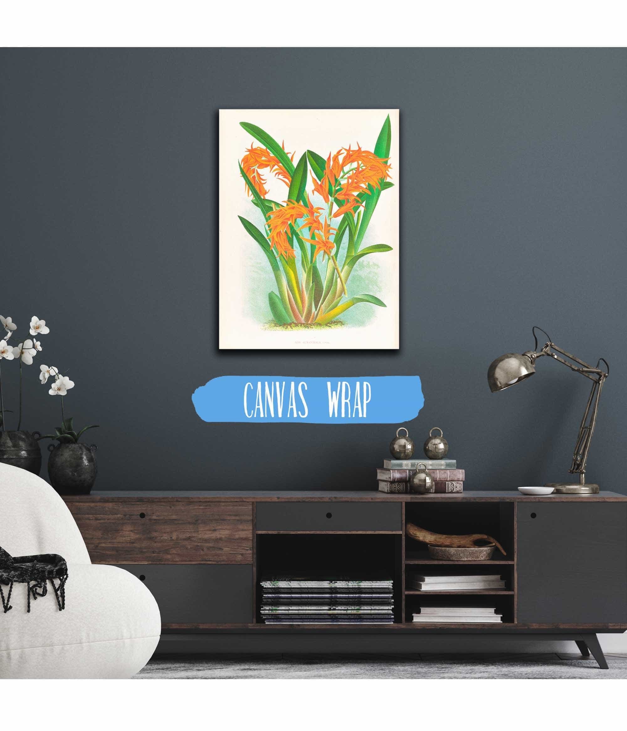 Ada Aurantiaca by Jean Jules Linden - Image 3