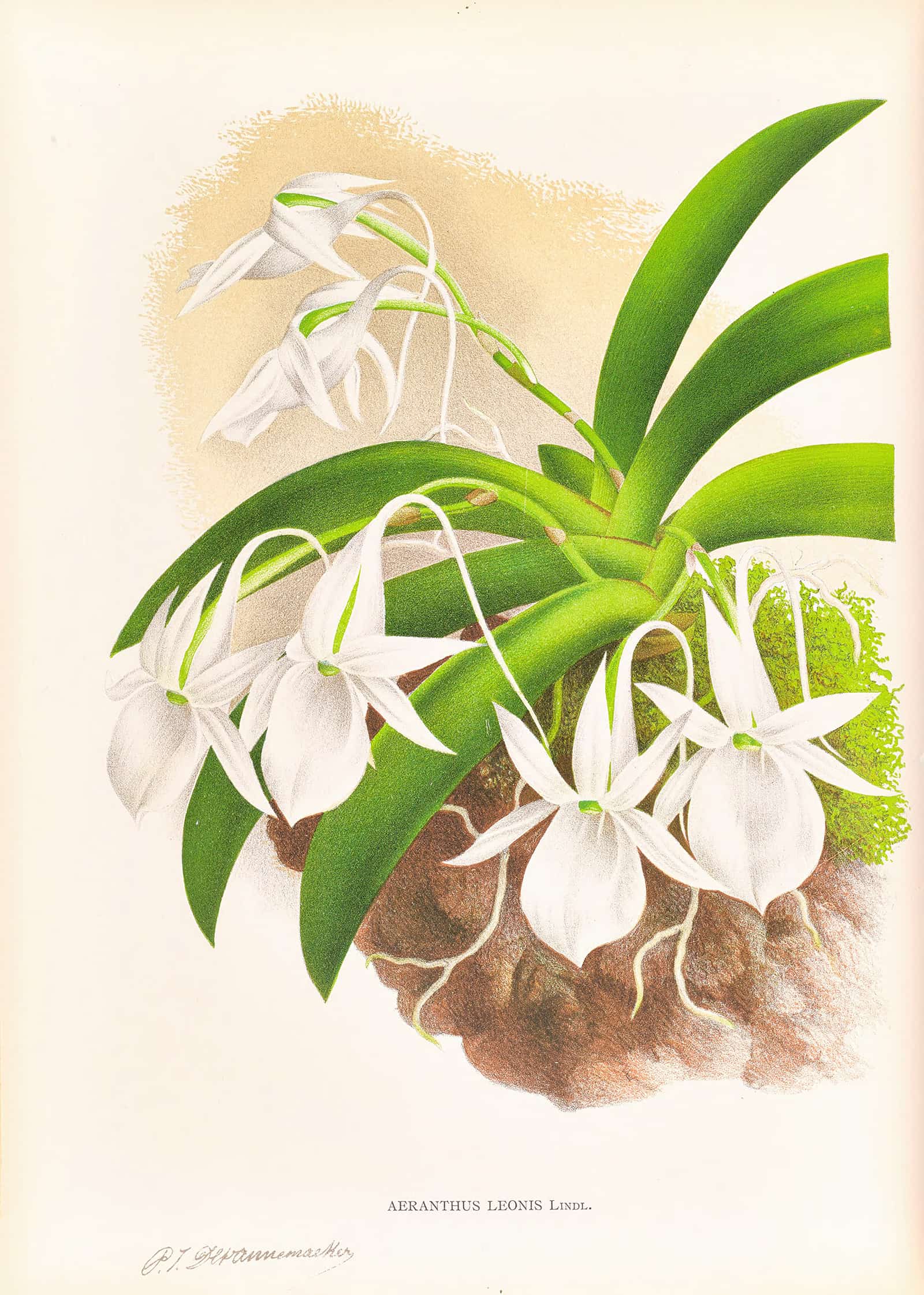Aeranthus Leonis by Jean Jules Linden - Image 2