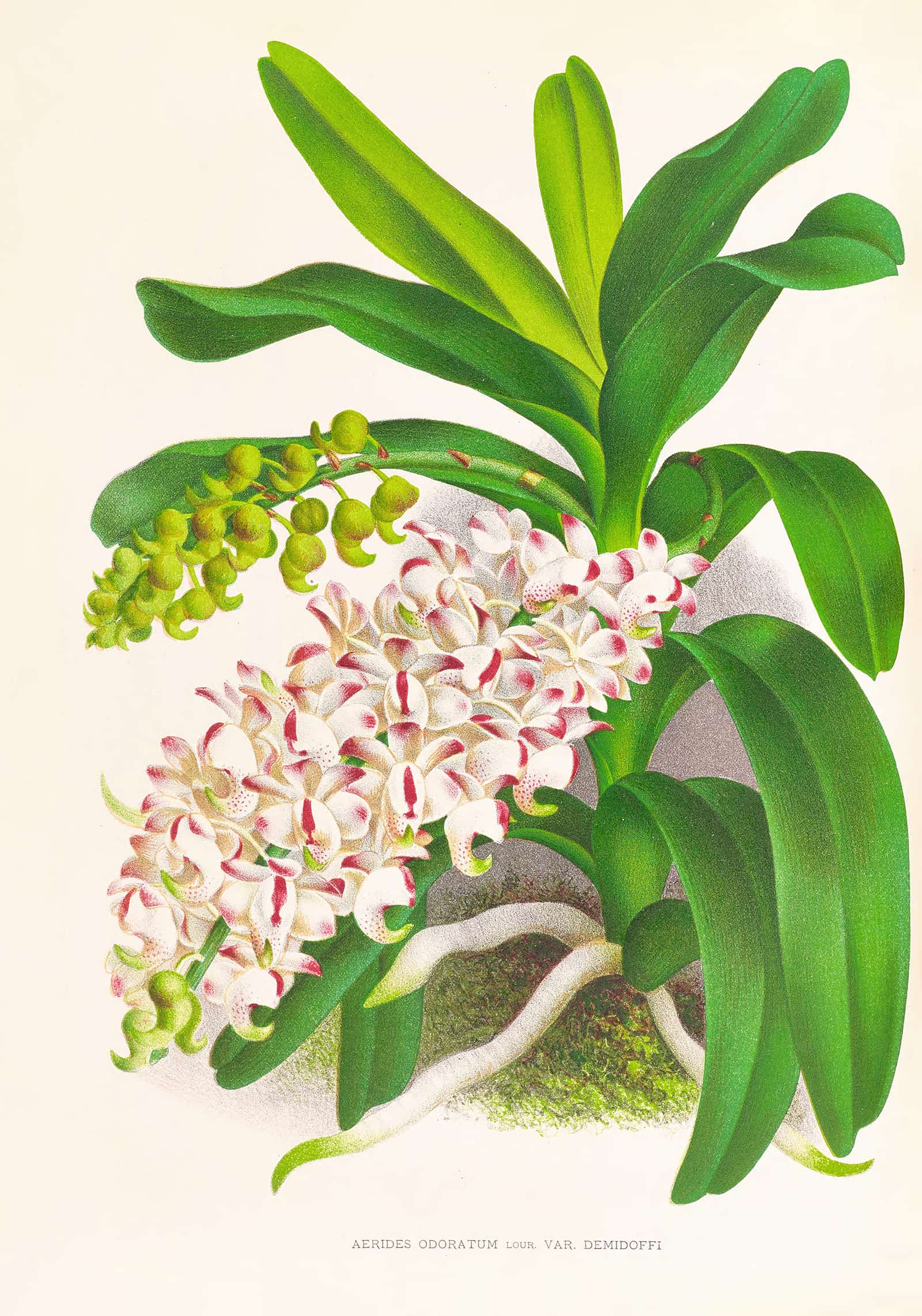 Aerides Odoratum by Jean Jules Linden - Image 2