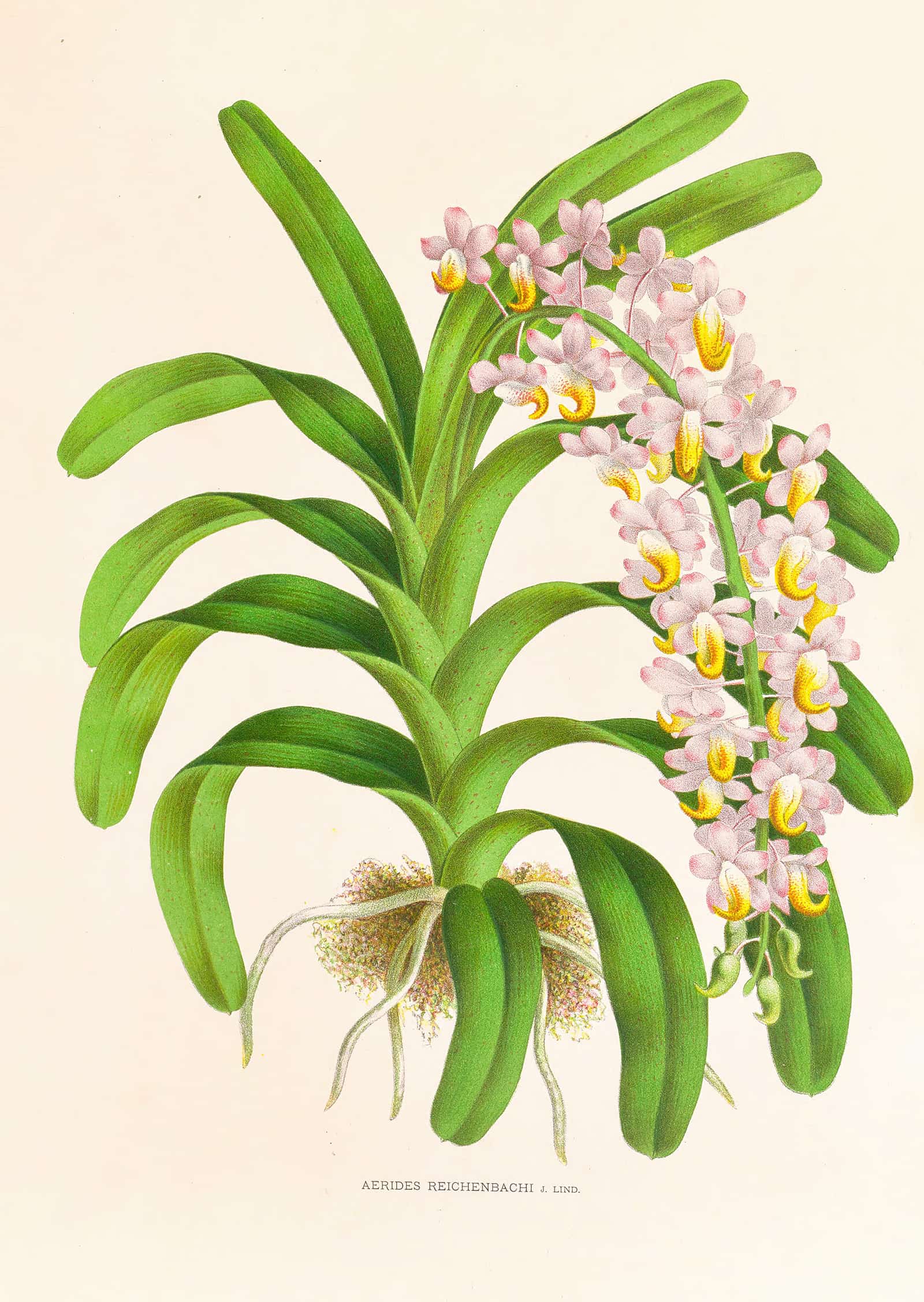 Aerides Reichenbach by Jean Jules Linden - Image 2