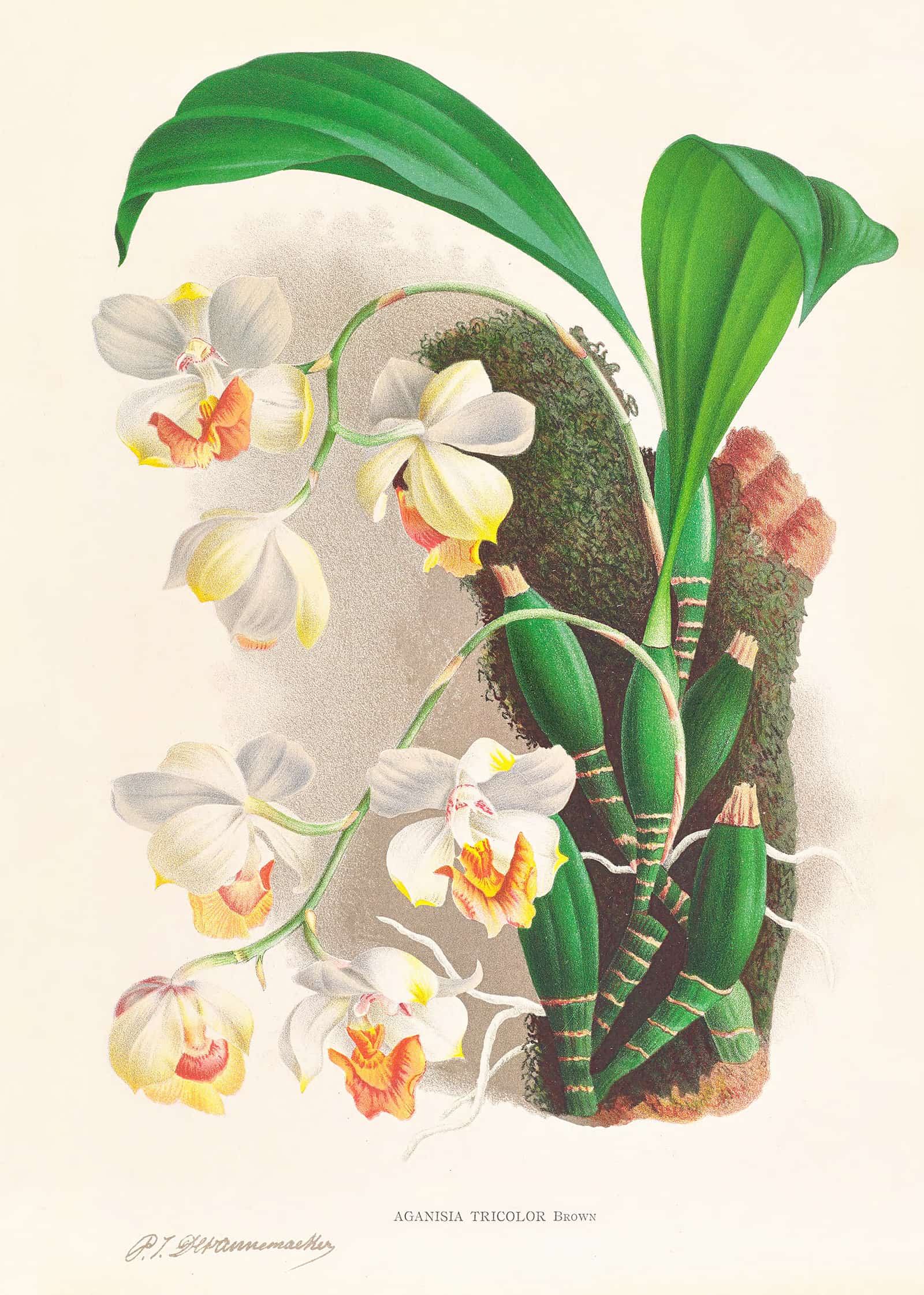 Aganisia Tricolor by Jean Jules Linden - Image 2
