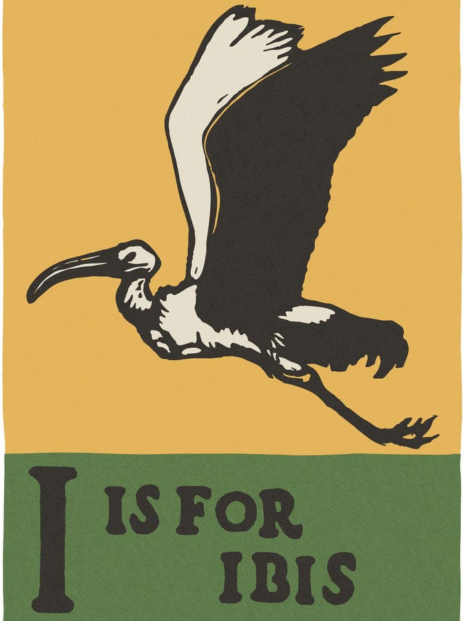 Alphabet I Is For Ibis By C.B. Falls - Image 5
