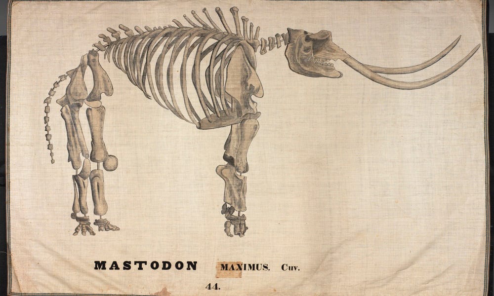 Amherst Orra Wh Mastodon By Orra White Hitchcock - Image 7