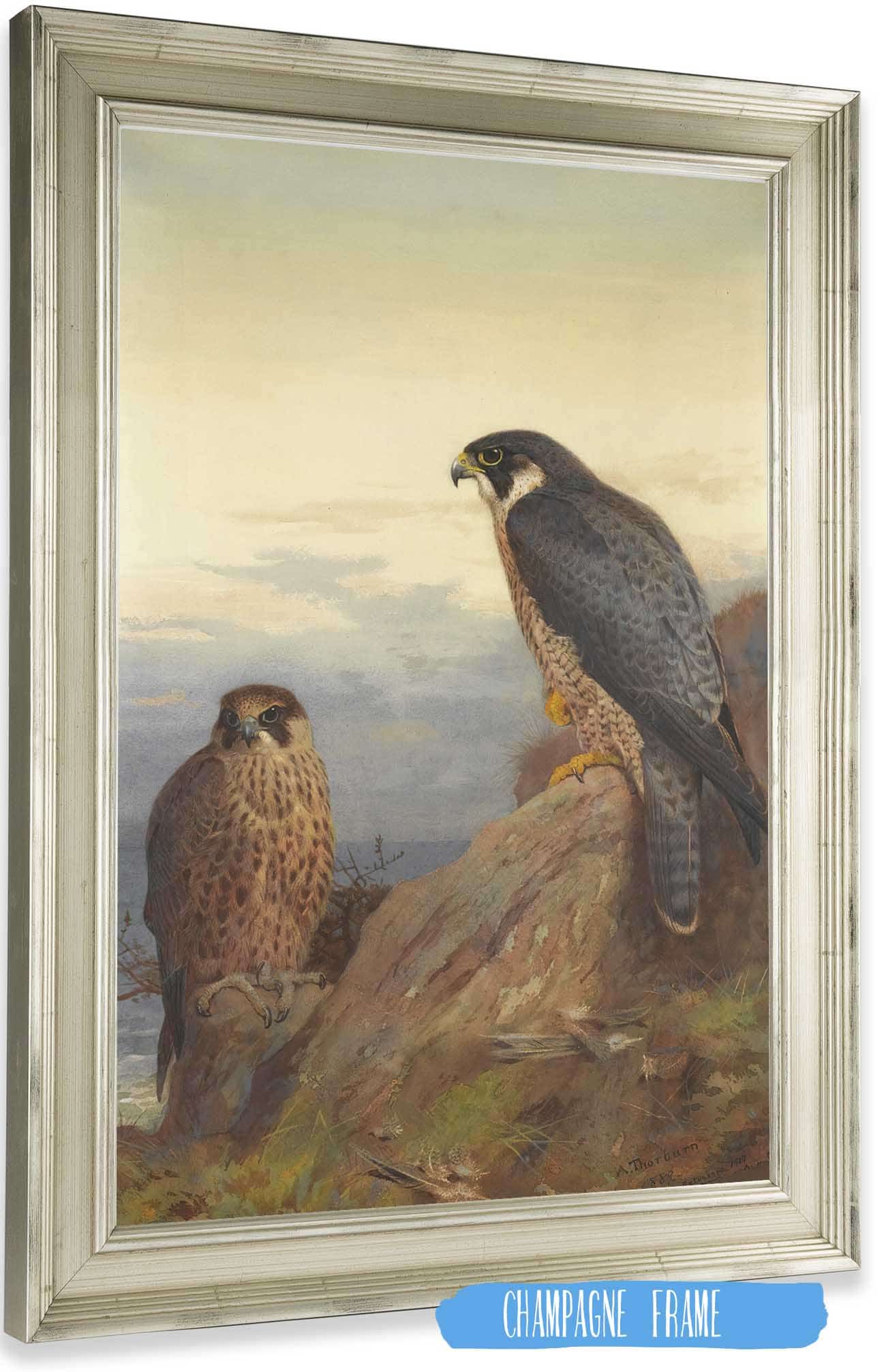 An Adult And Immature Peregrine by Archibald Thorburn