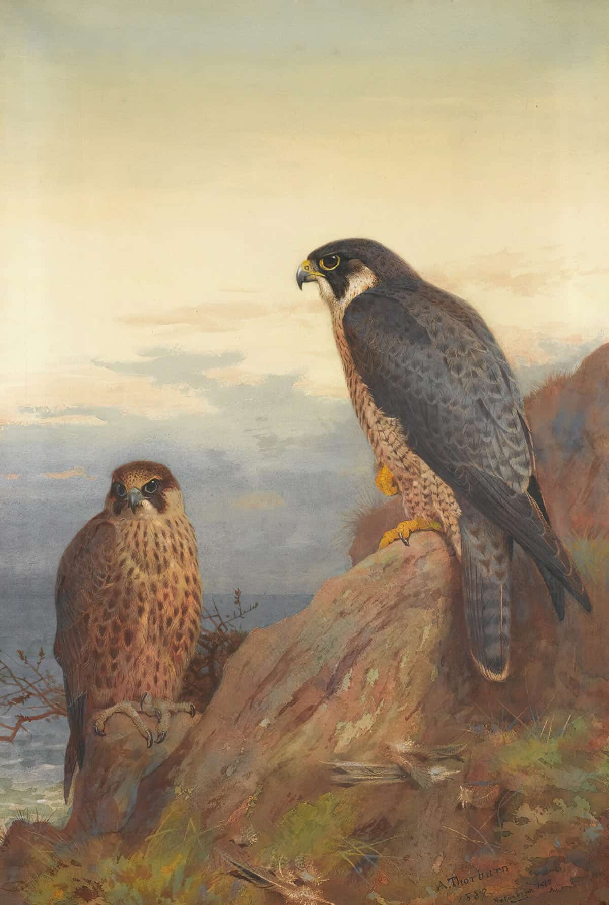An Adult And Immature Peregrine by Archibald Thorburn - Image 3