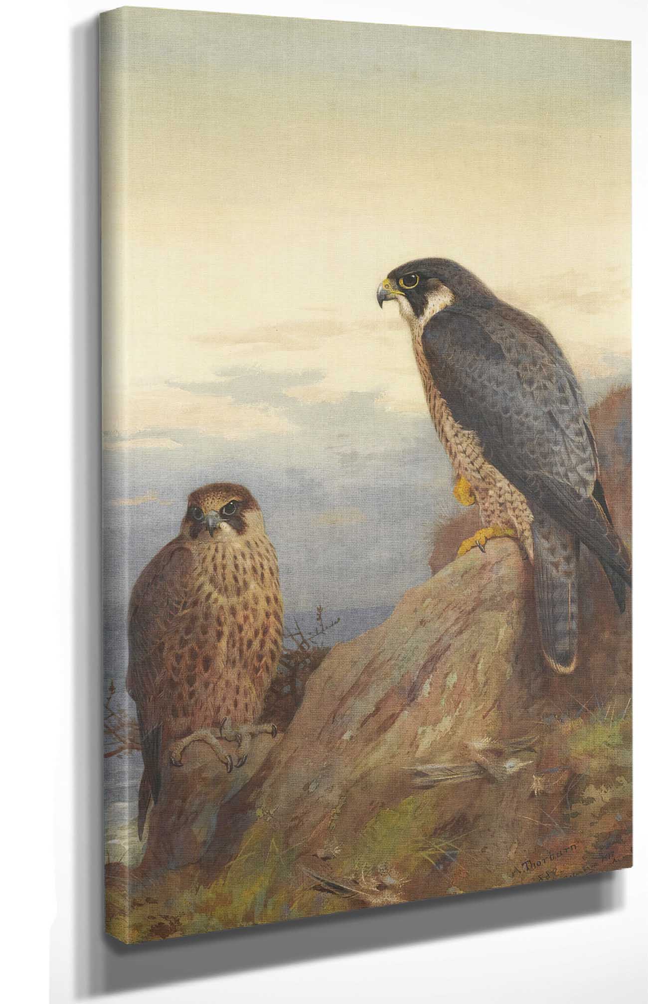 An Adult And Immature Peregrine by Archibald Thorburn - Image 4