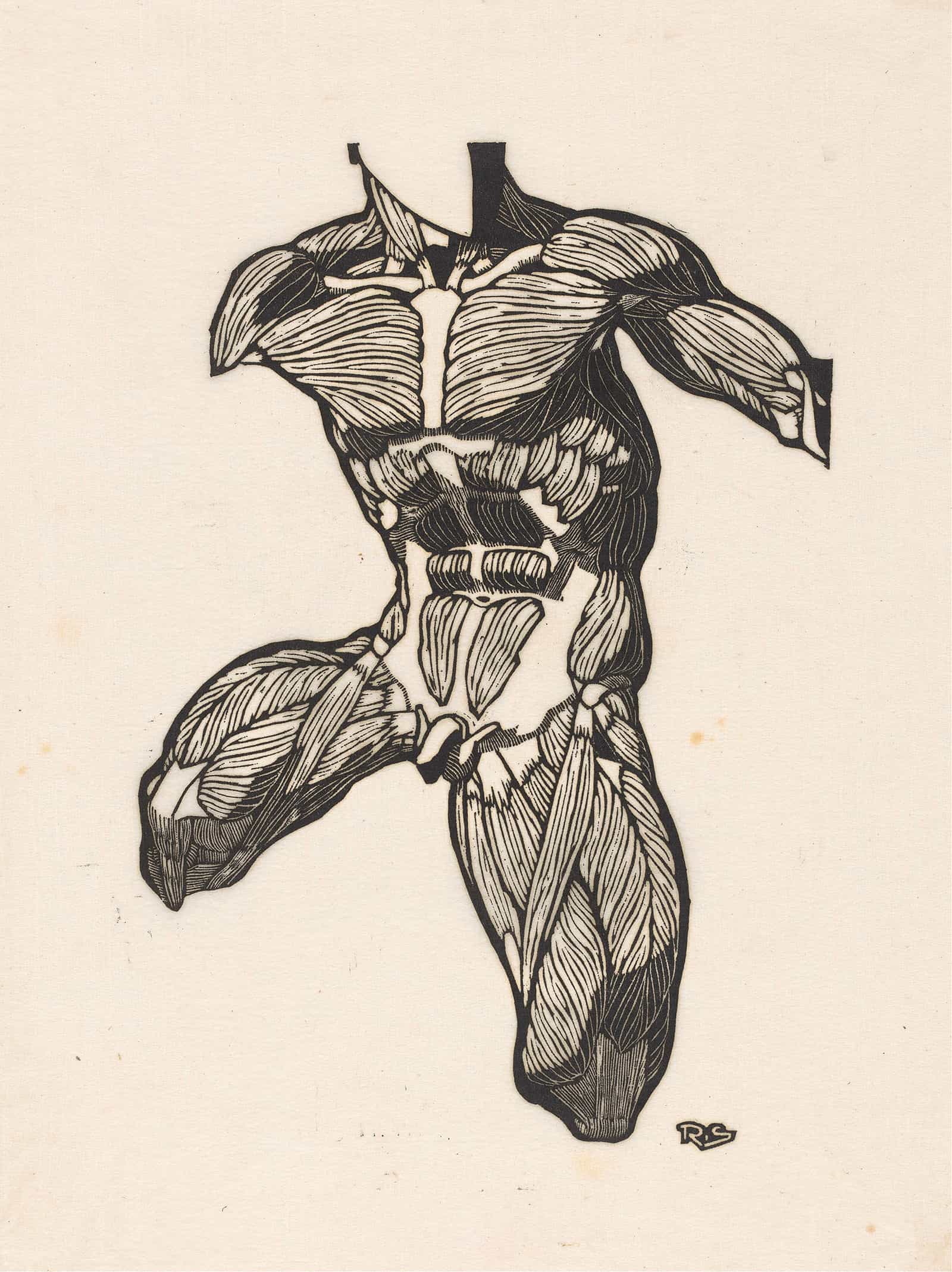 Anatomical Study Of The Neck Abdominal And Thigh Muscles Of A Man by Reijer Stolk