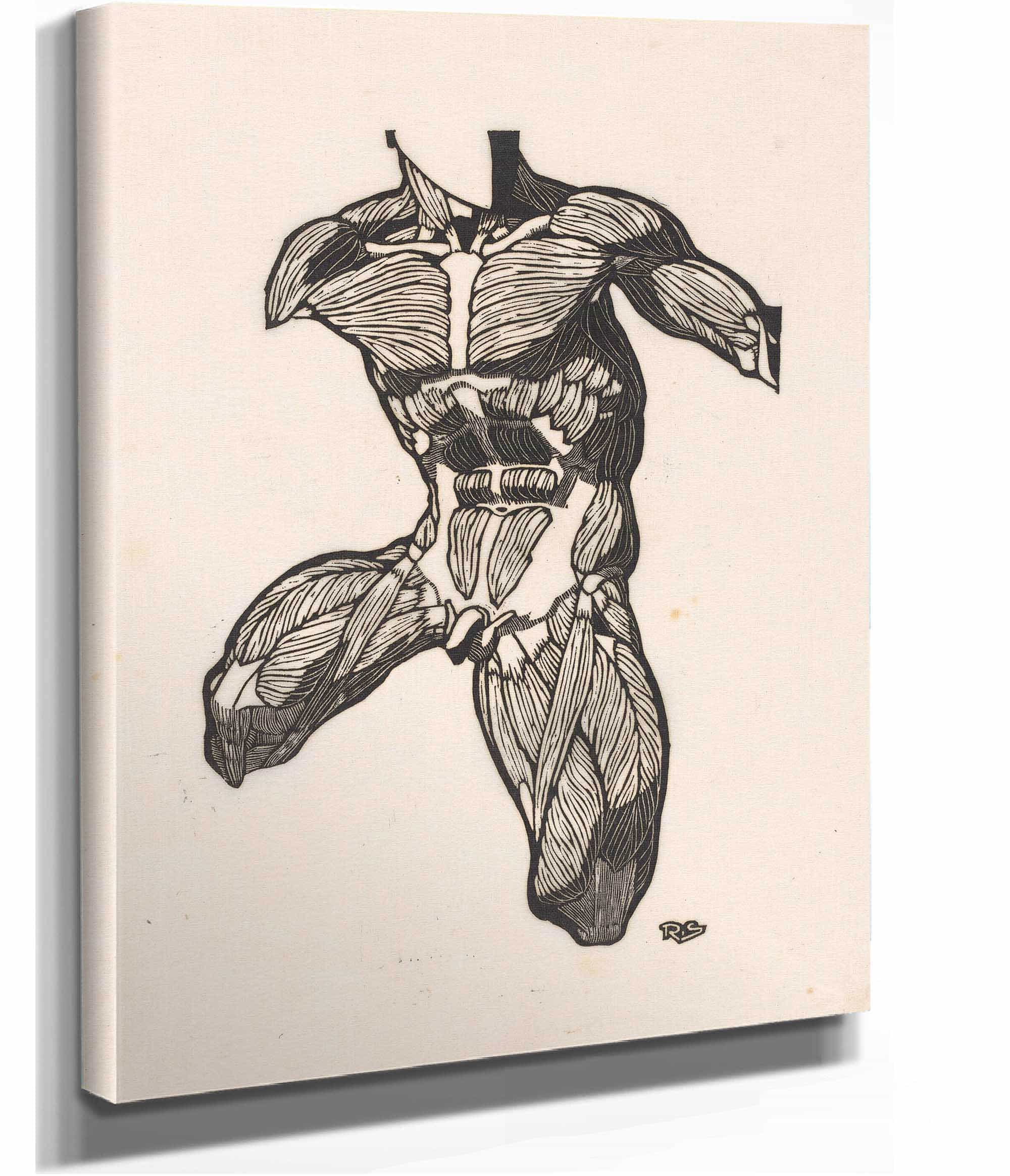 Anatomical Study Of The Neck Abdominal And Thigh Muscles Of A Man by Reijer Stolk - Image 2