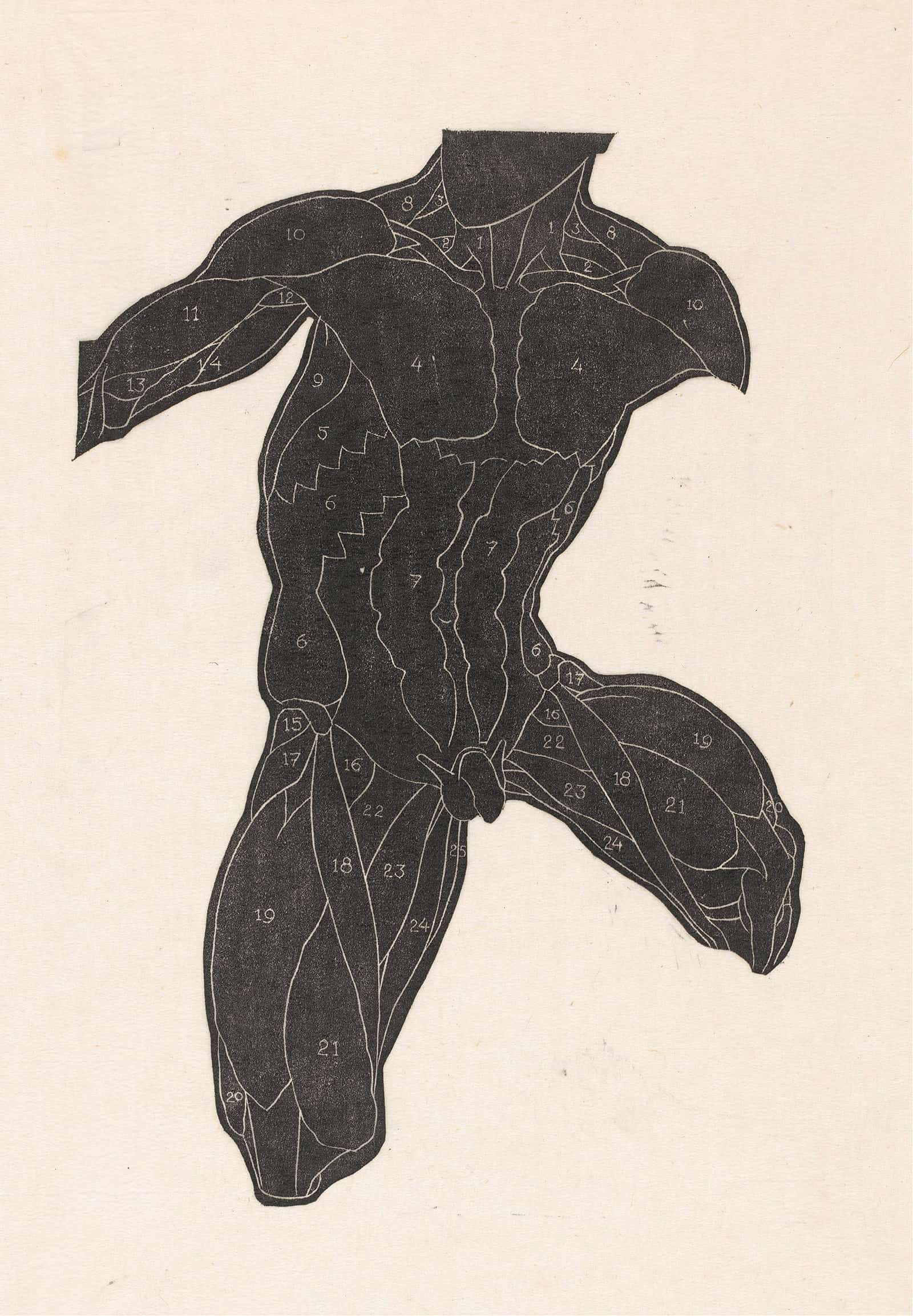 Anatomical Study Of The Neck Abdominal And Thigh Muscles Of A Man In Silhouette by Reijer Stolk