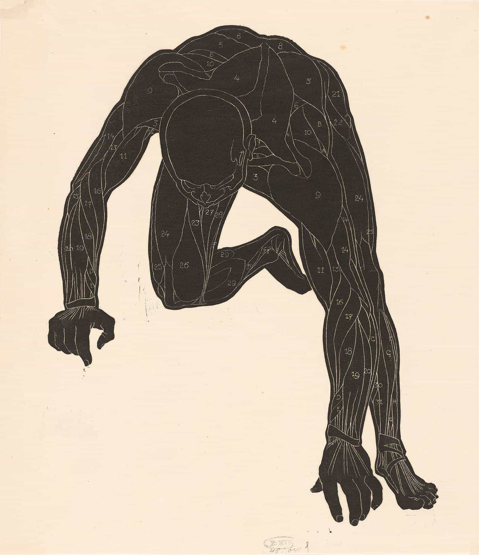 Anatomical Study Of The Neck Arm And Leg Muscles Of A Man In Silhouette by Reijer Stolk