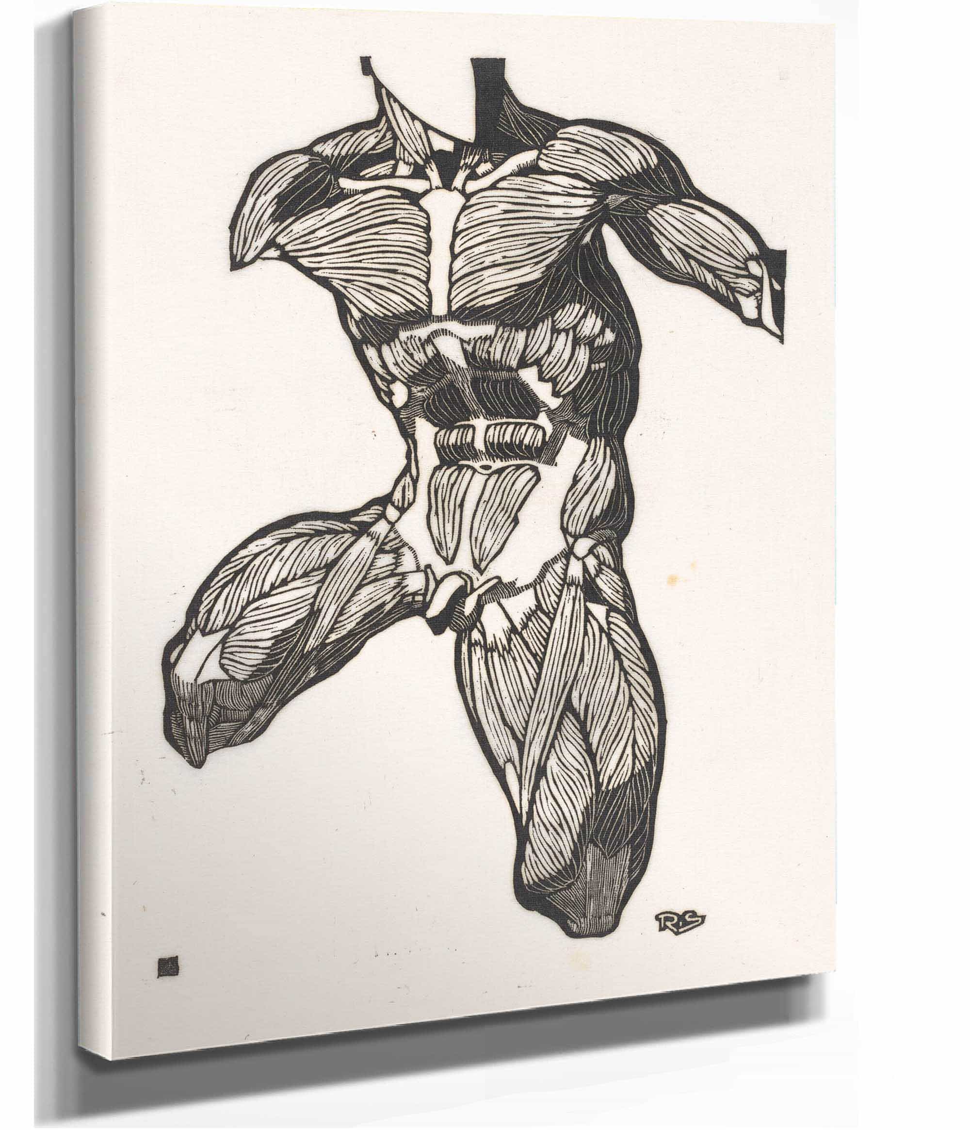 Anatomische Studie Van De Nek Buik En Bovenbeenspieren Van Een Man by Reijer Stolk - Image 2