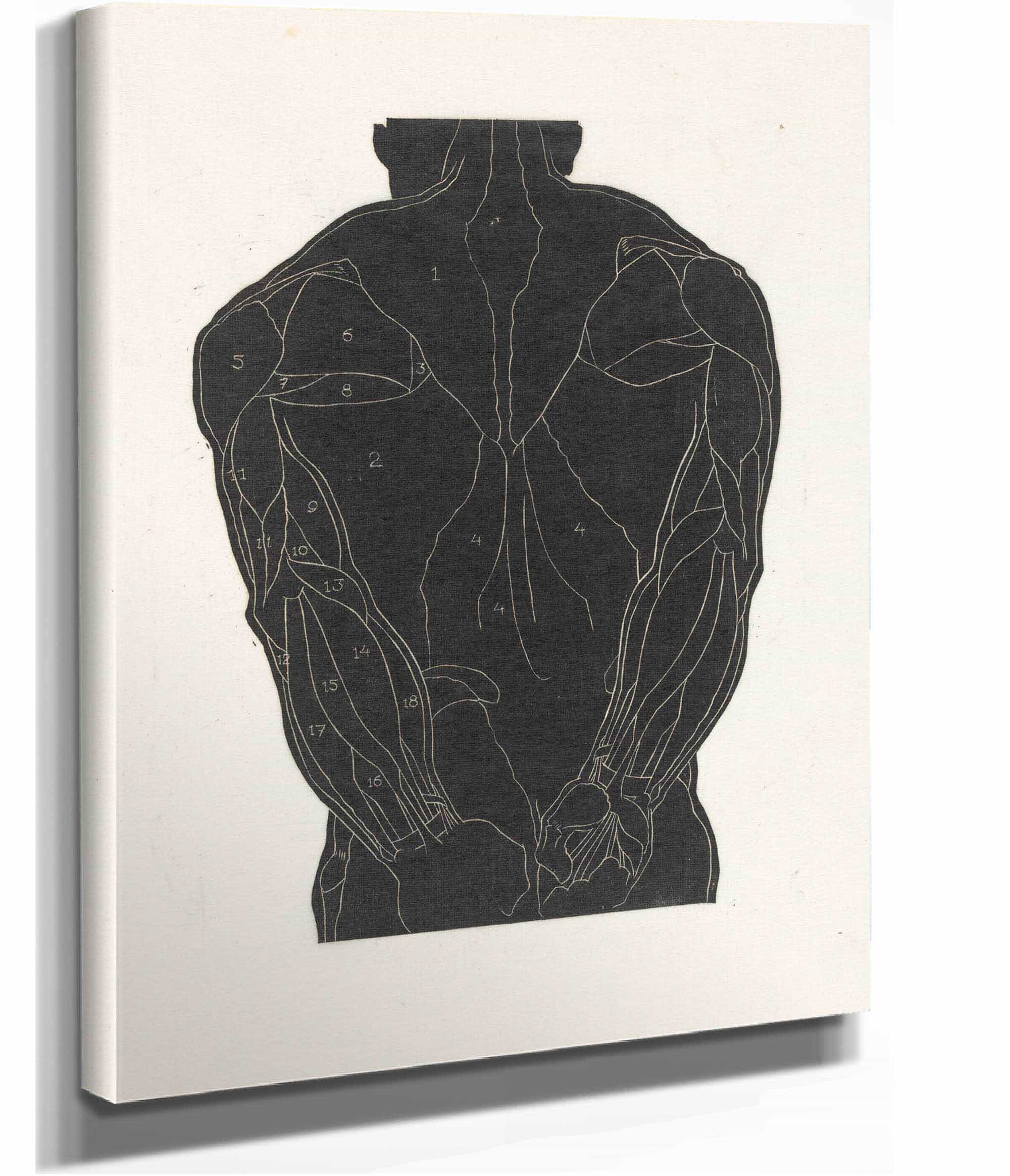 Anatomische Studie Van De Rugspieren Van Een Man In Silhouet by Reijer Stolk - Image 2