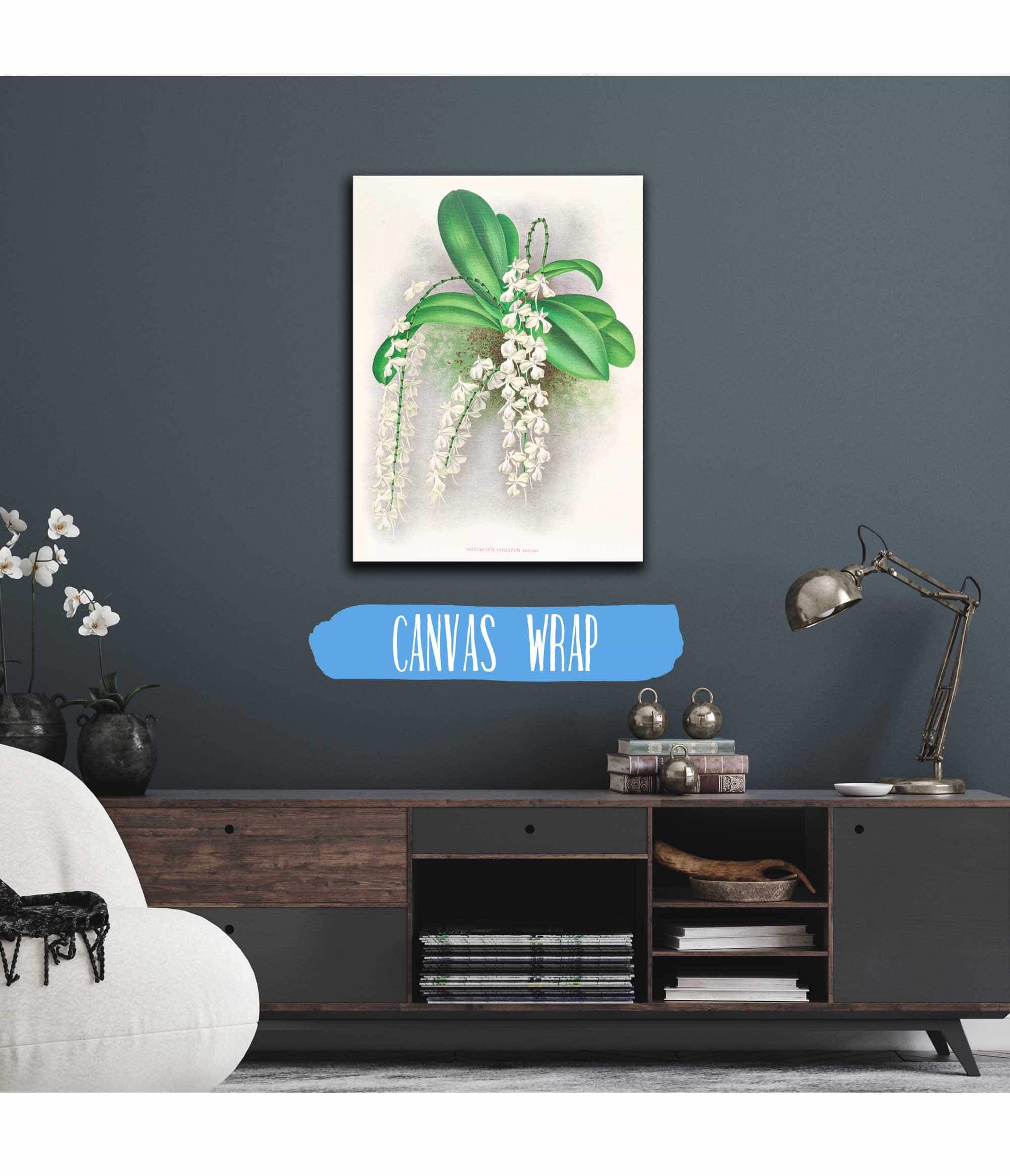 Angraecum Citratum by Jean Jules Linden - Image 3