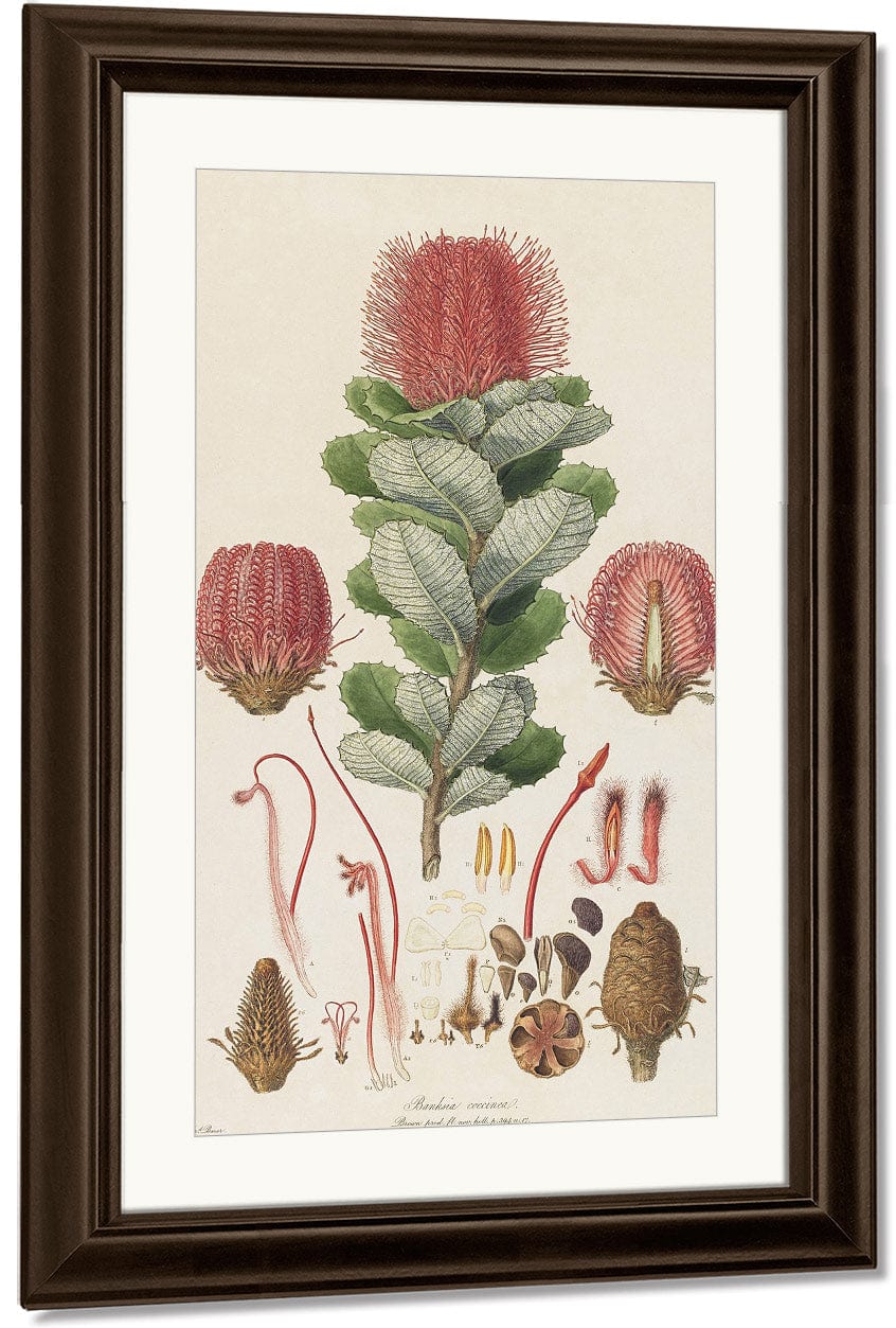 Banksia Coccinea From Illustrationes Florae Novae Hollandiae By Ferdinand Bauer - Image 4