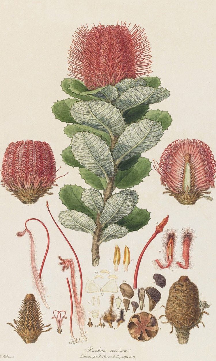 Banksia Coccinea From Illustrationes Florae Novae Hollandiae By Ferdinand Bauer - Image 6