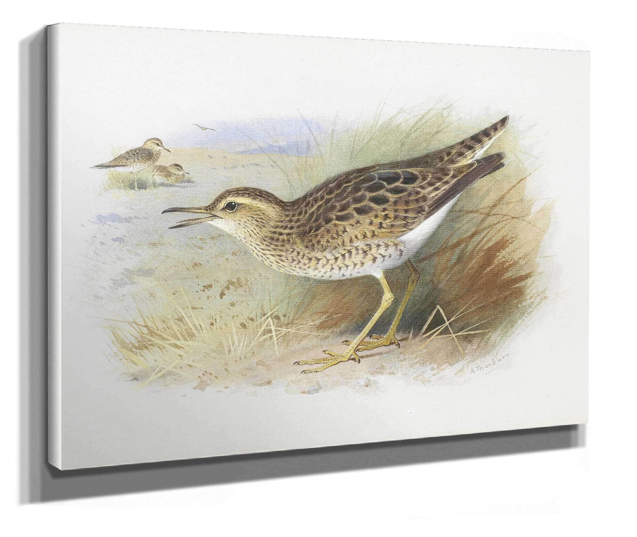Bartrams Plover by Archibald Thorburn - Image 2