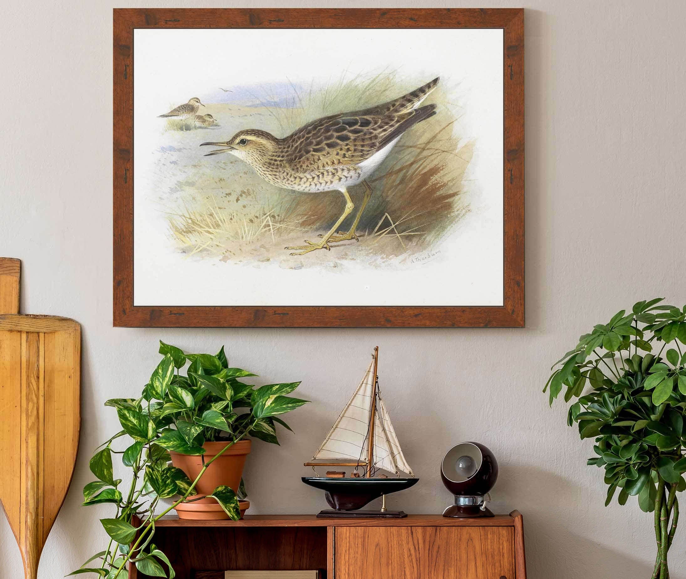 Bartrams Plover by Archibald Thorburn - Image 3