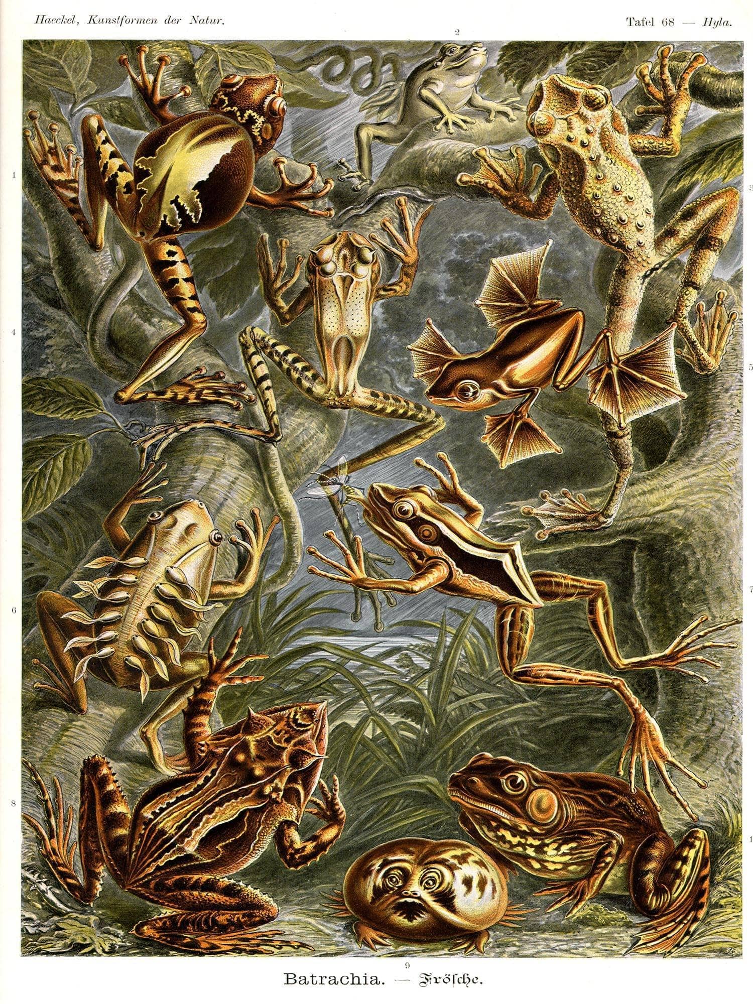 Frog (Batrachia). - Frösche - Image 3