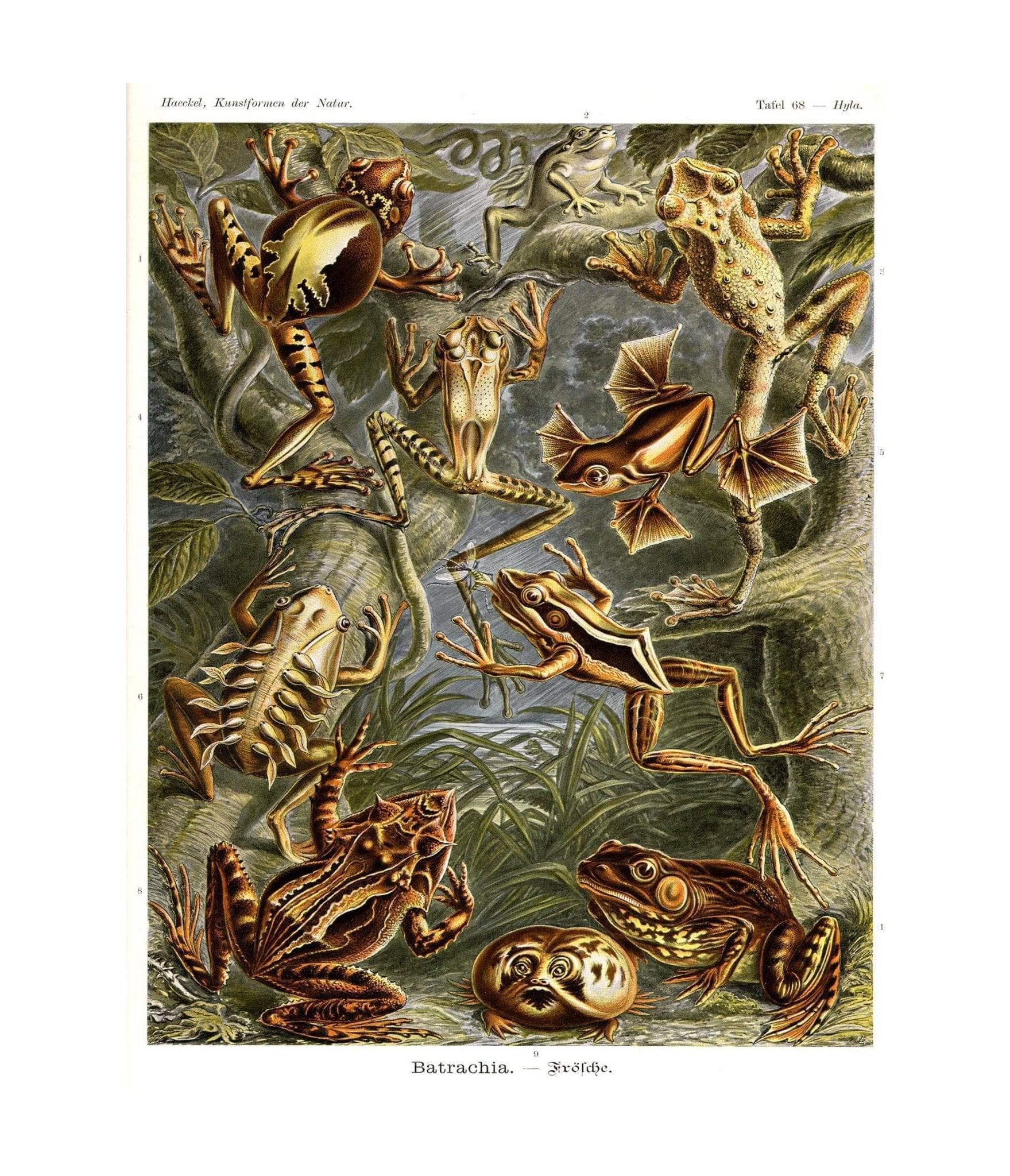 Frog (Batrachia). - Frösche - Image 4
