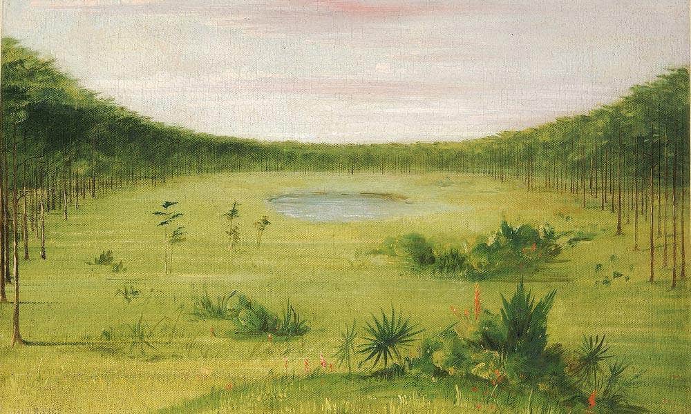 Beautiful Savannah In The Pine Woods Of Florida By George Catlin - Image 6