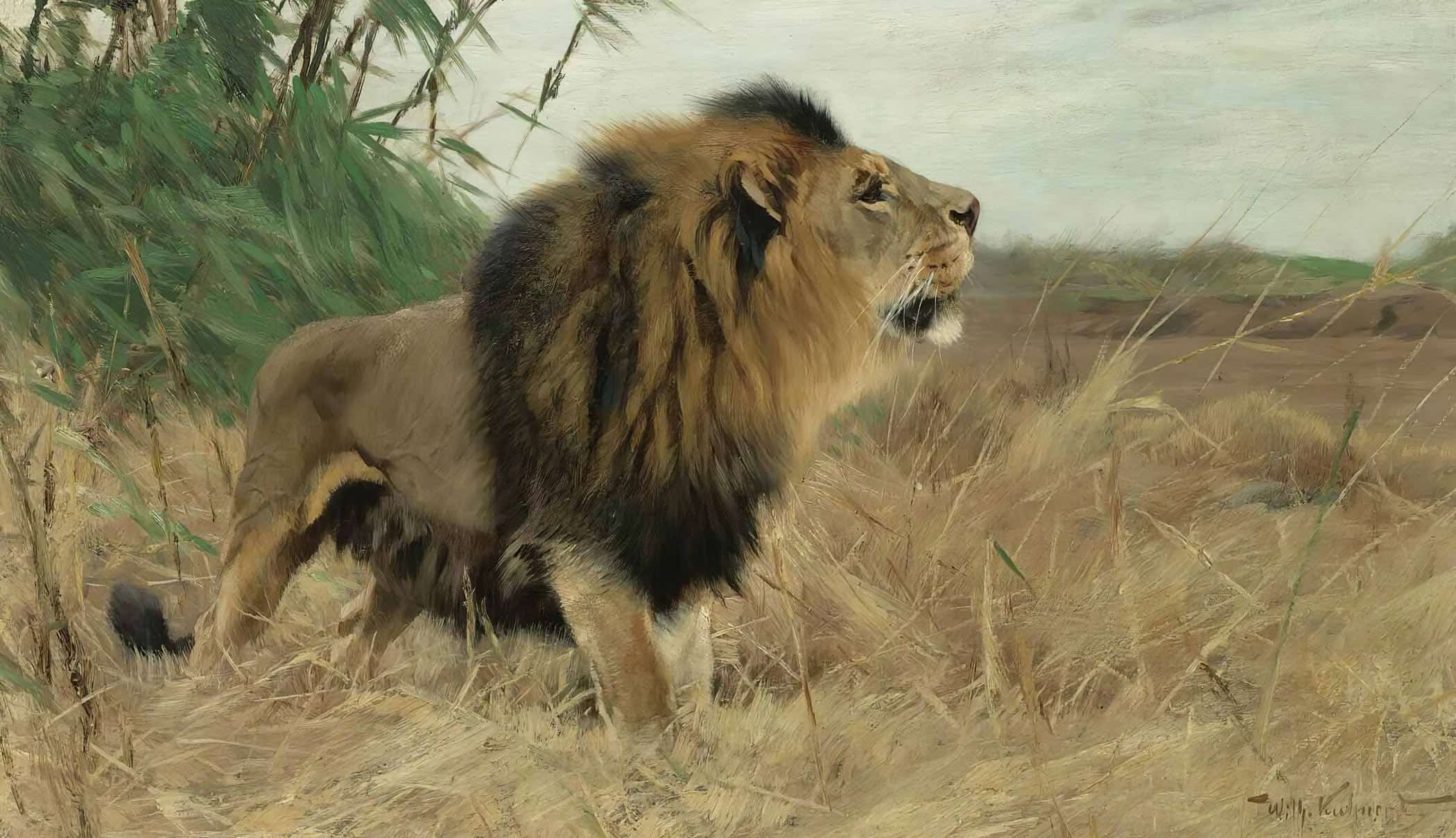 Beberlowe Berber Lion by Wilhelm Kuhnert - Image 2