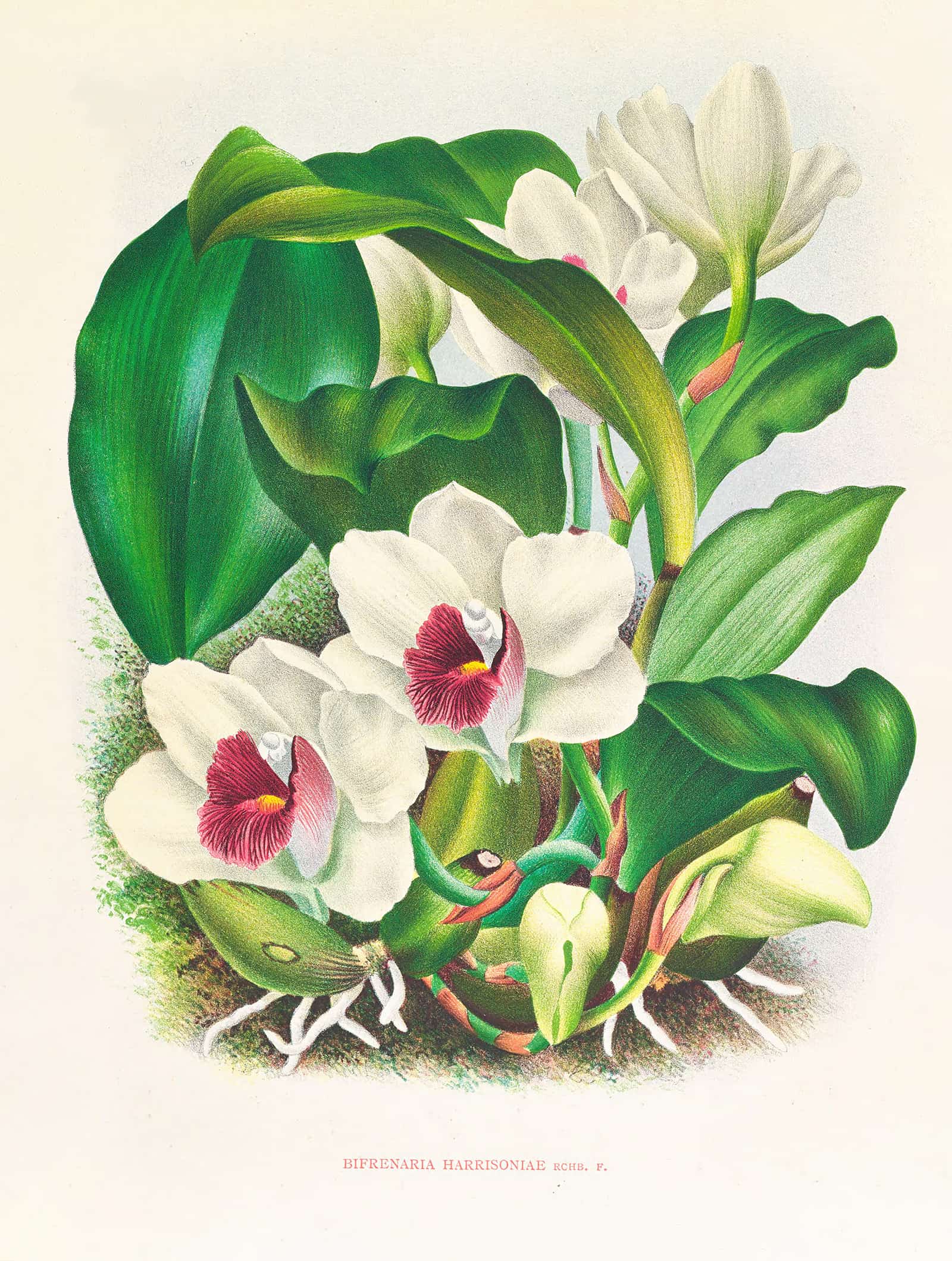 Bifrenaria Harrisoniae by Jean Jules Linden - Image 2