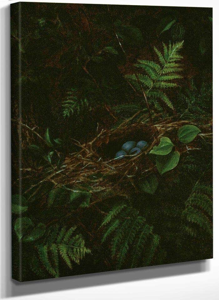 Bird's Nest And Ferns By Fidelia Bridges