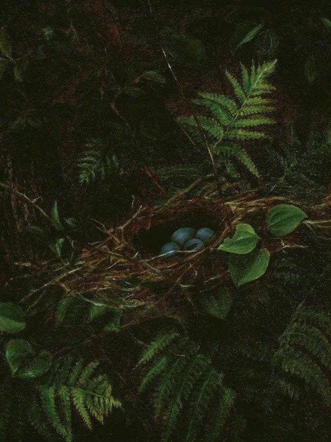 Bird's Nest And Ferns By Fidelia Bridges - Image 5