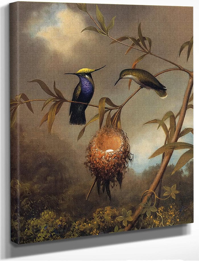 Black Breasted Plovercrest By Martin Johnson Heade