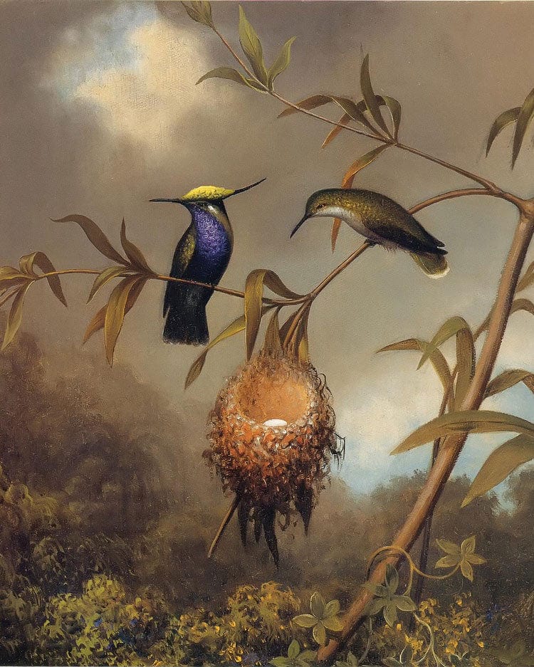 Black Breasted Plovercrest By Martin Johnson Heade - Image 6