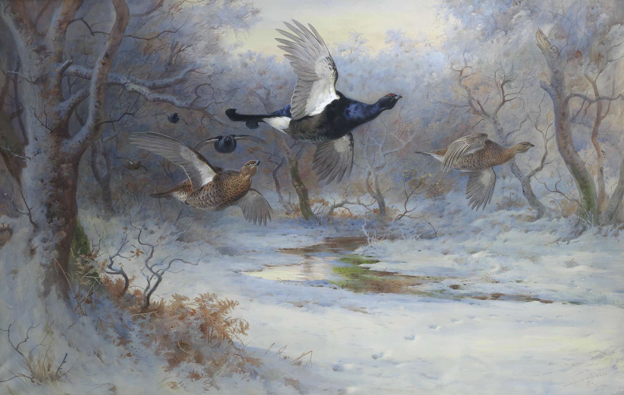 Blackcock And Grouse In Flight Winter by Archibald Thorburn - Image 2
