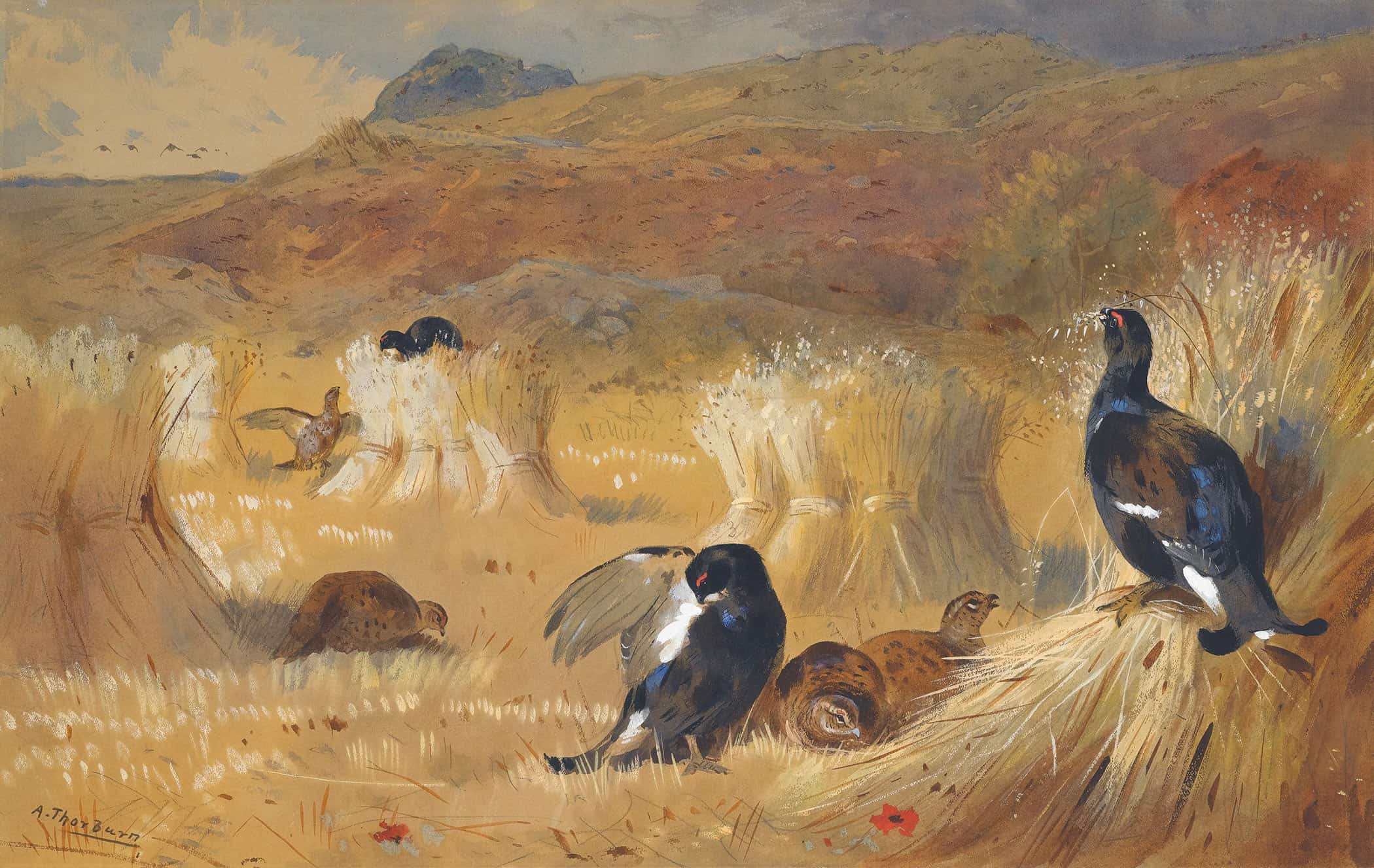 Blackcock In A Field by Archibald Thorburn - Image 2
