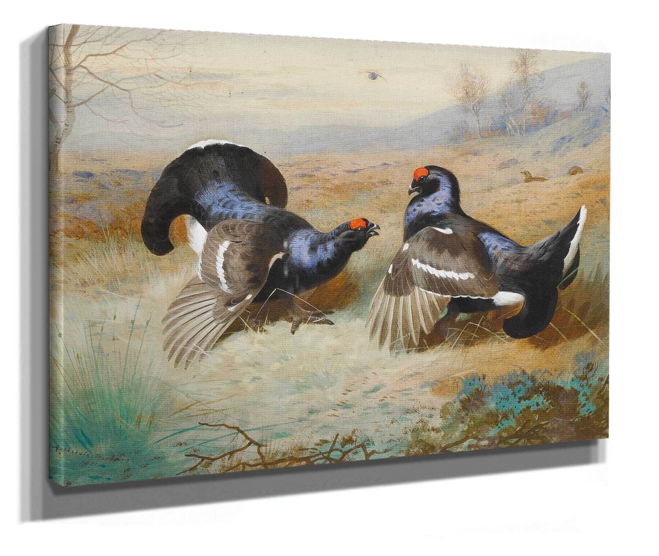 Blackcocks At The Lek by Archibald Thorburn - Image 2