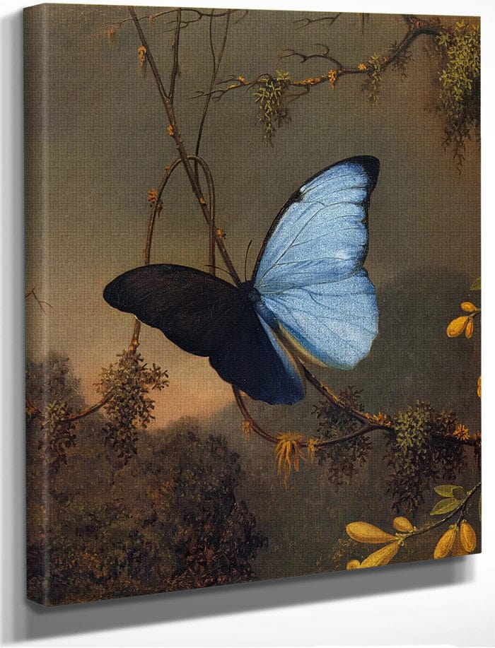 Blue Morpho Butterfly By Martin Johnson Heade
