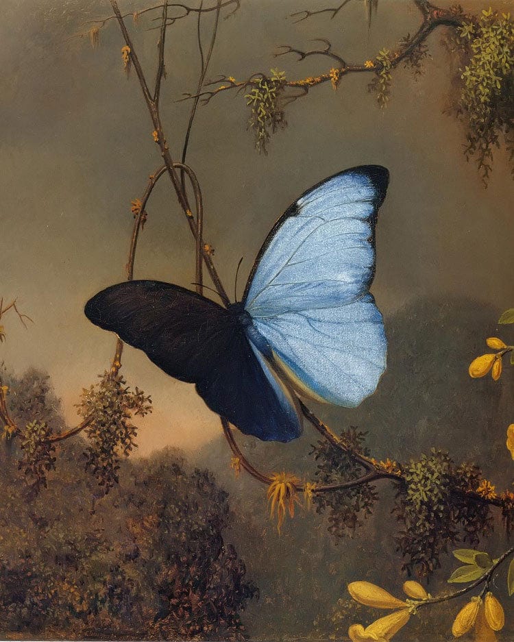 Blue Morpho Butterfly By Martin Johnson Heade - Image 6