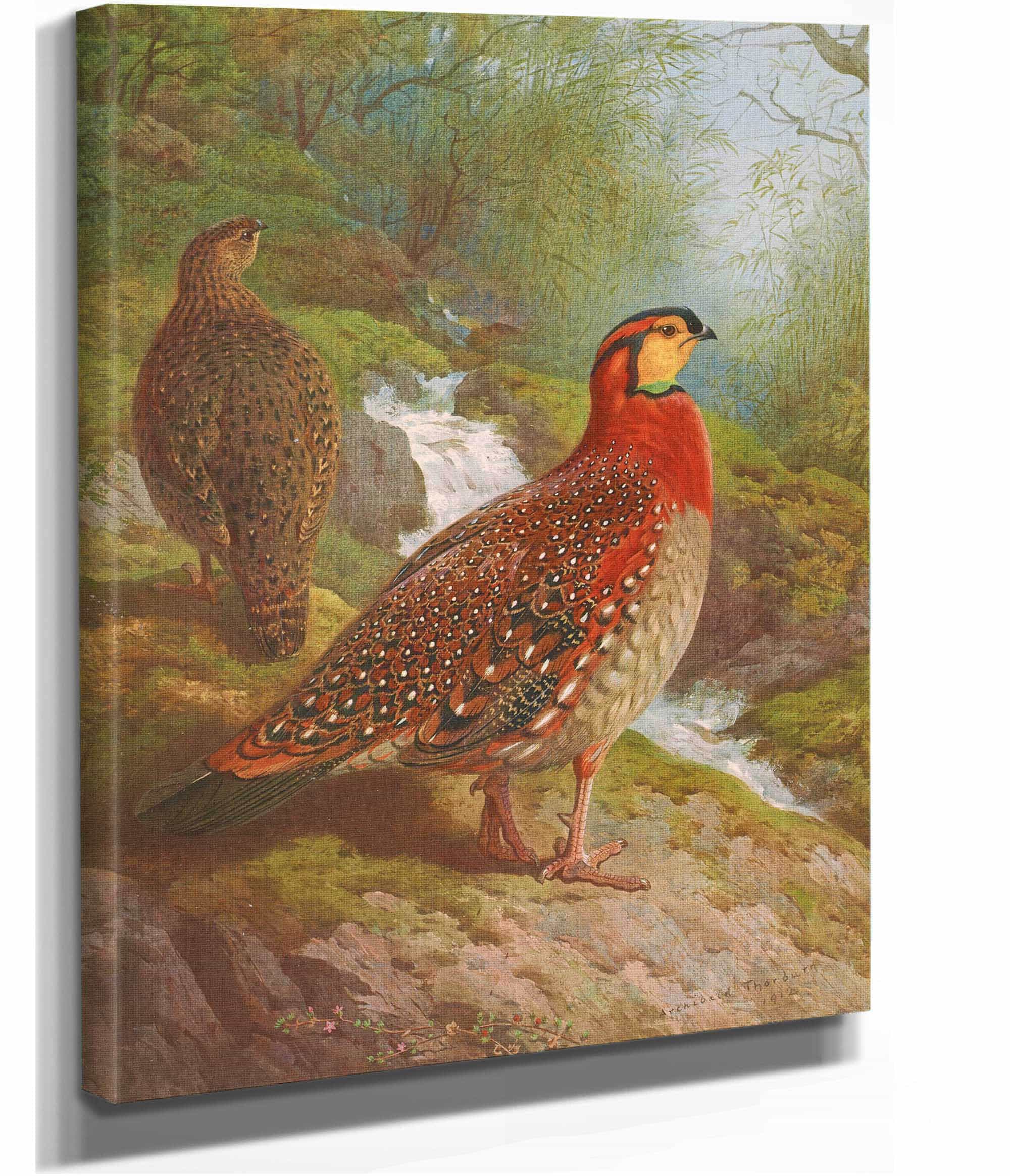 Blyths Tragopan by Archibald Thorburn - Image 2