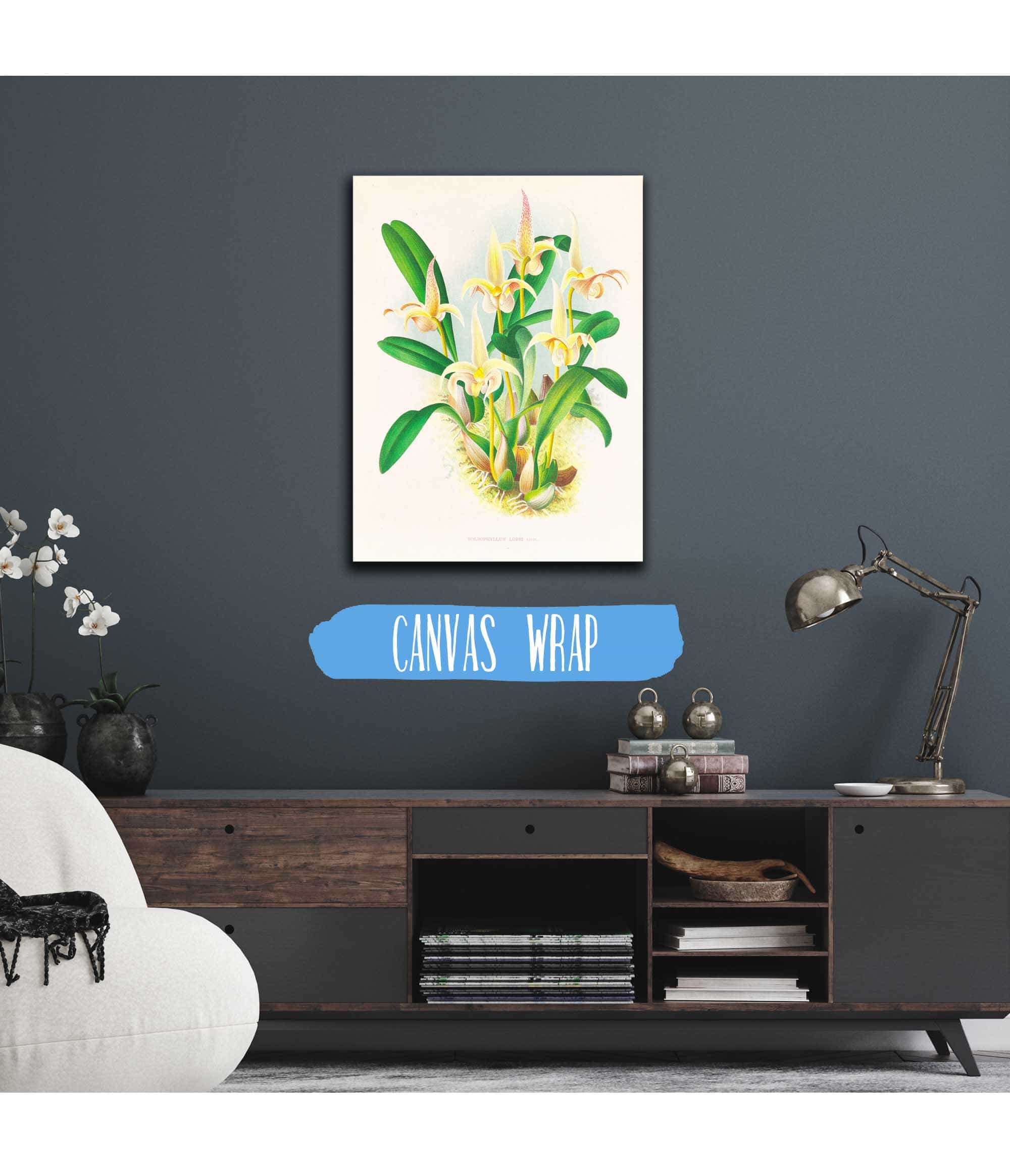Bolbophyllum Lobbi by Jean Jules Linden - Image 3
