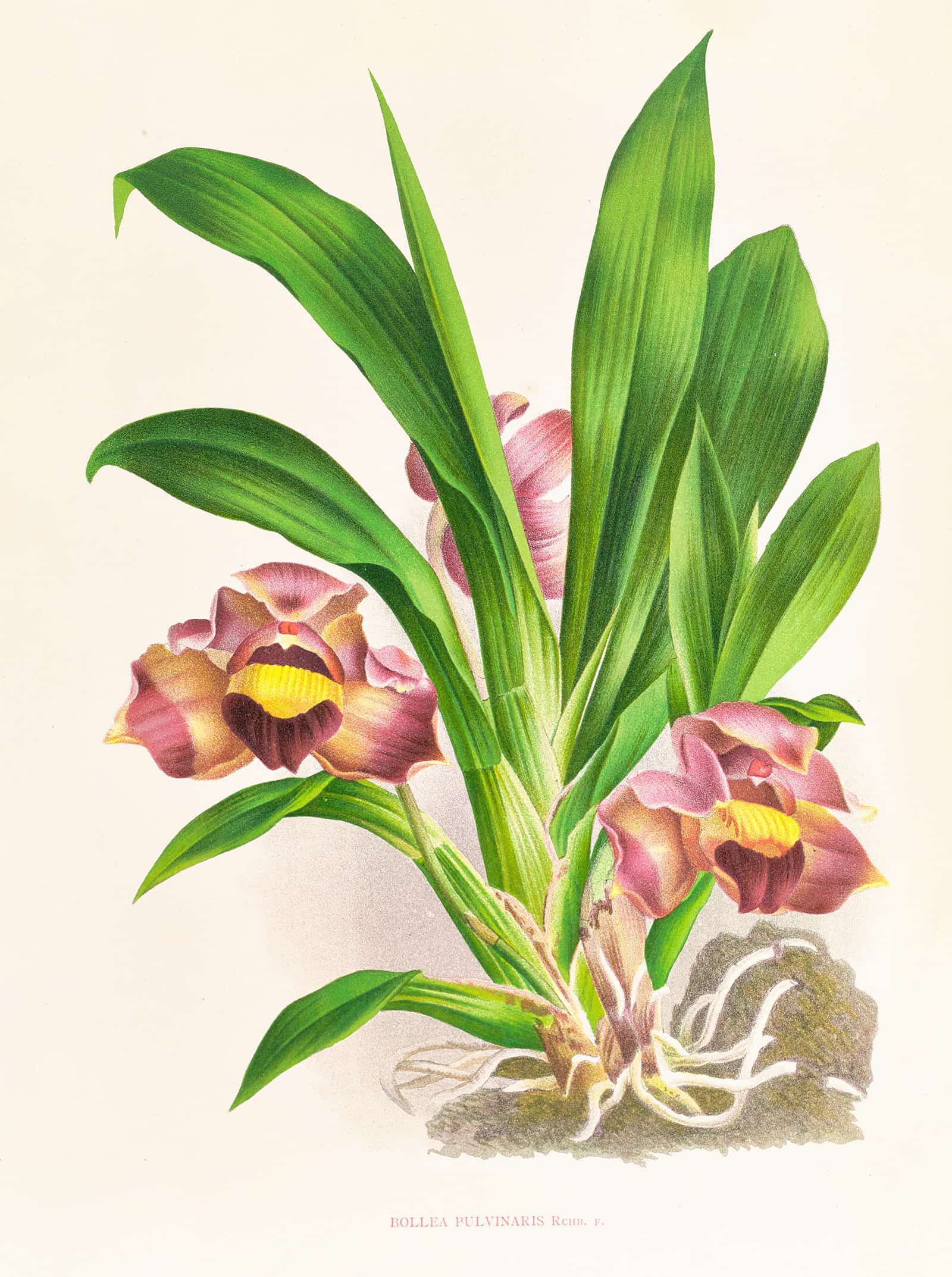 Bollea Pulvinaris by Jean Jules Linden - Image 2