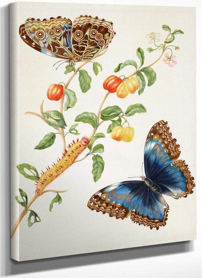 Branch Of West Indian Cherry With Achilles Morpho Butterfly 1703 By Maria Sibylla Merian