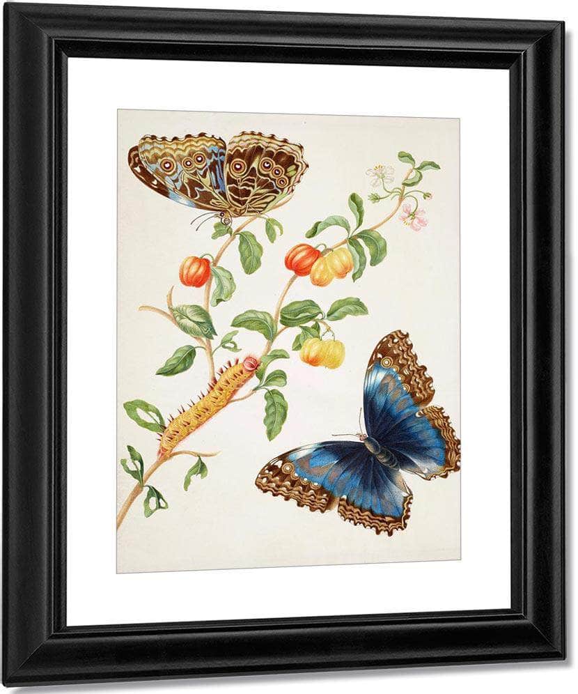 Branch Of West Indian Cherry With Achilles Morpho Butterfly 1703 By Maria Sibylla Merian - Image 3