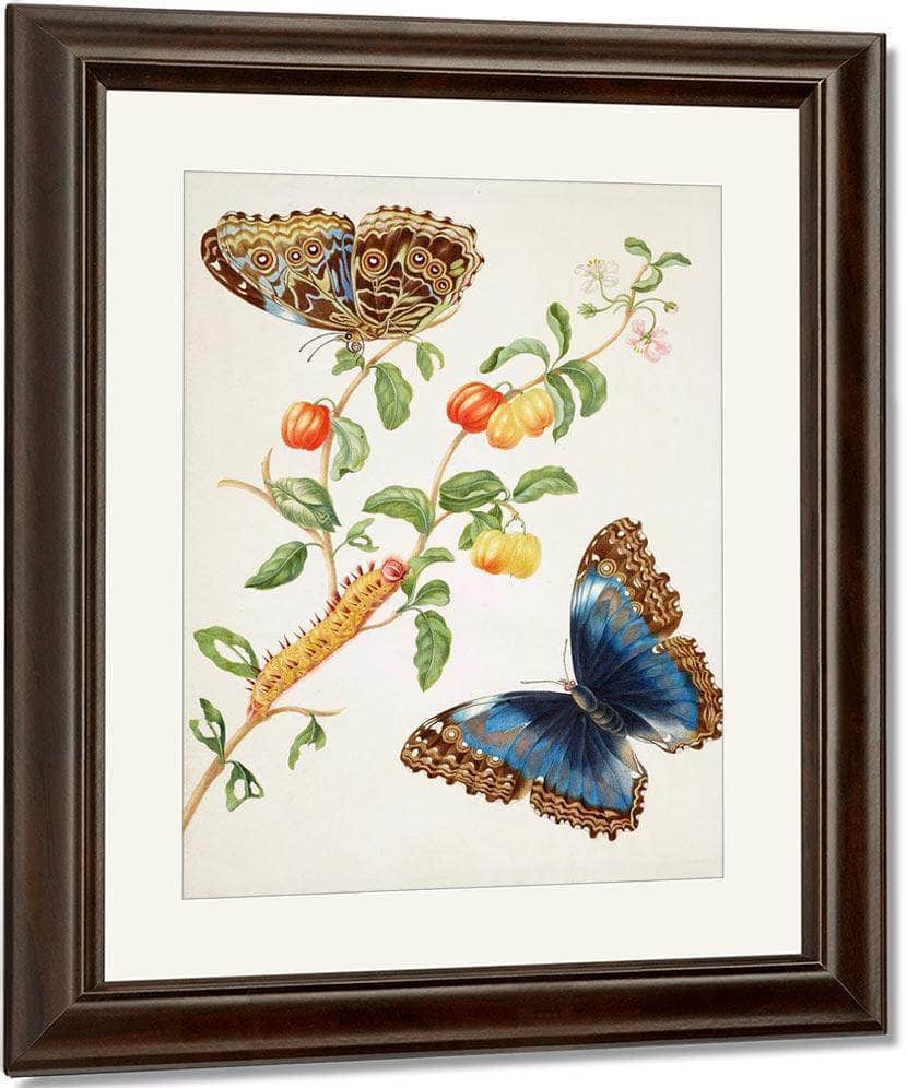 Branch Of West Indian Cherry With Achilles Morpho Butterfly 1703 By Maria Sibylla Merian - Image 4