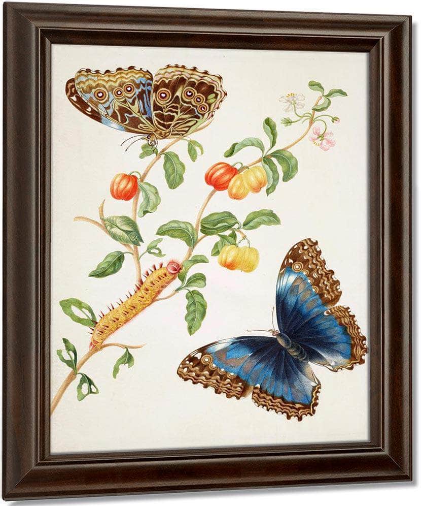 Branch Of West Indian Cherry With Achilles Morpho Butterfly 1703 By Maria Sibylla Merian - Image 5